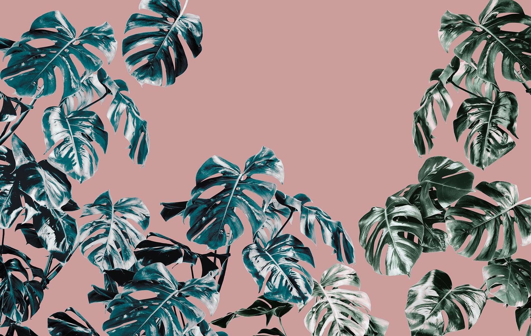 Monstera Wallpapers