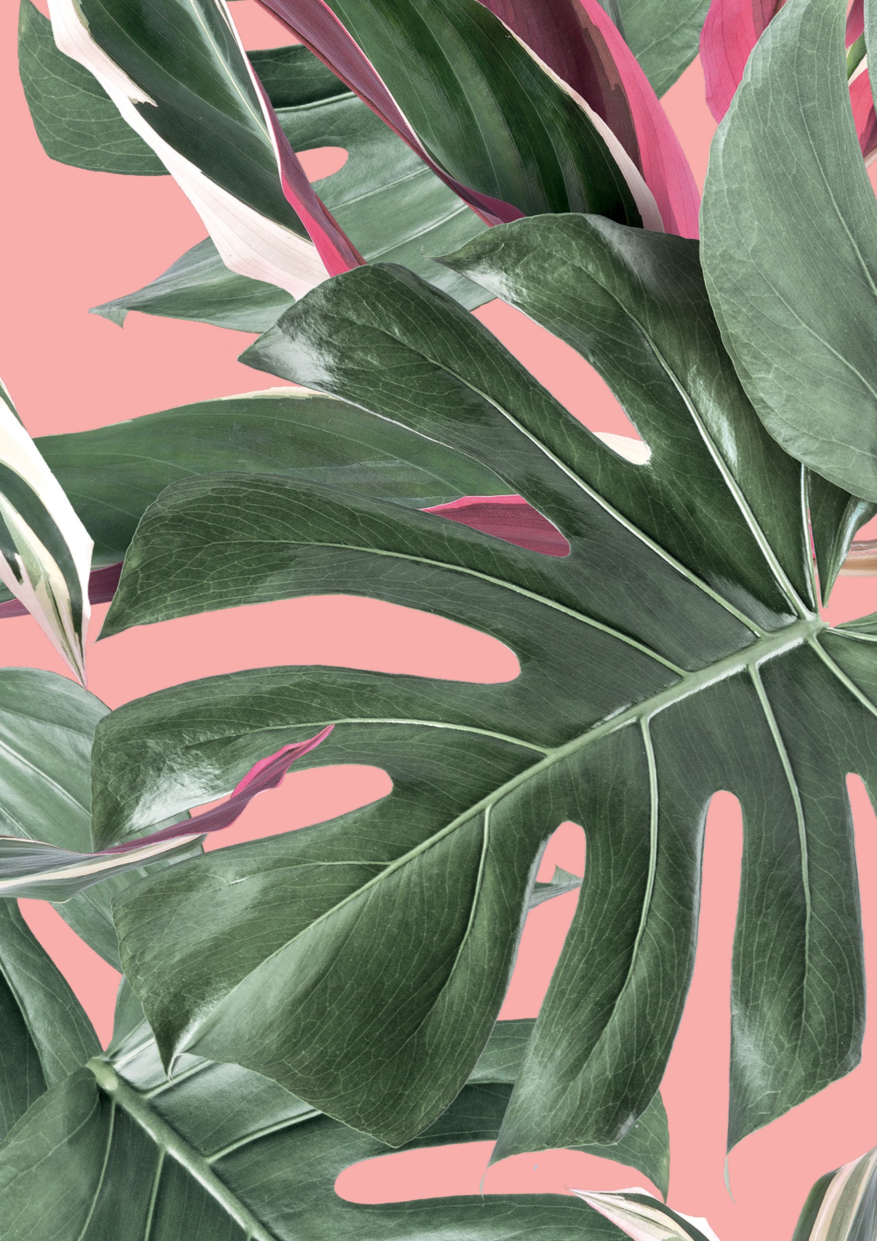 Monstera Wallpapers