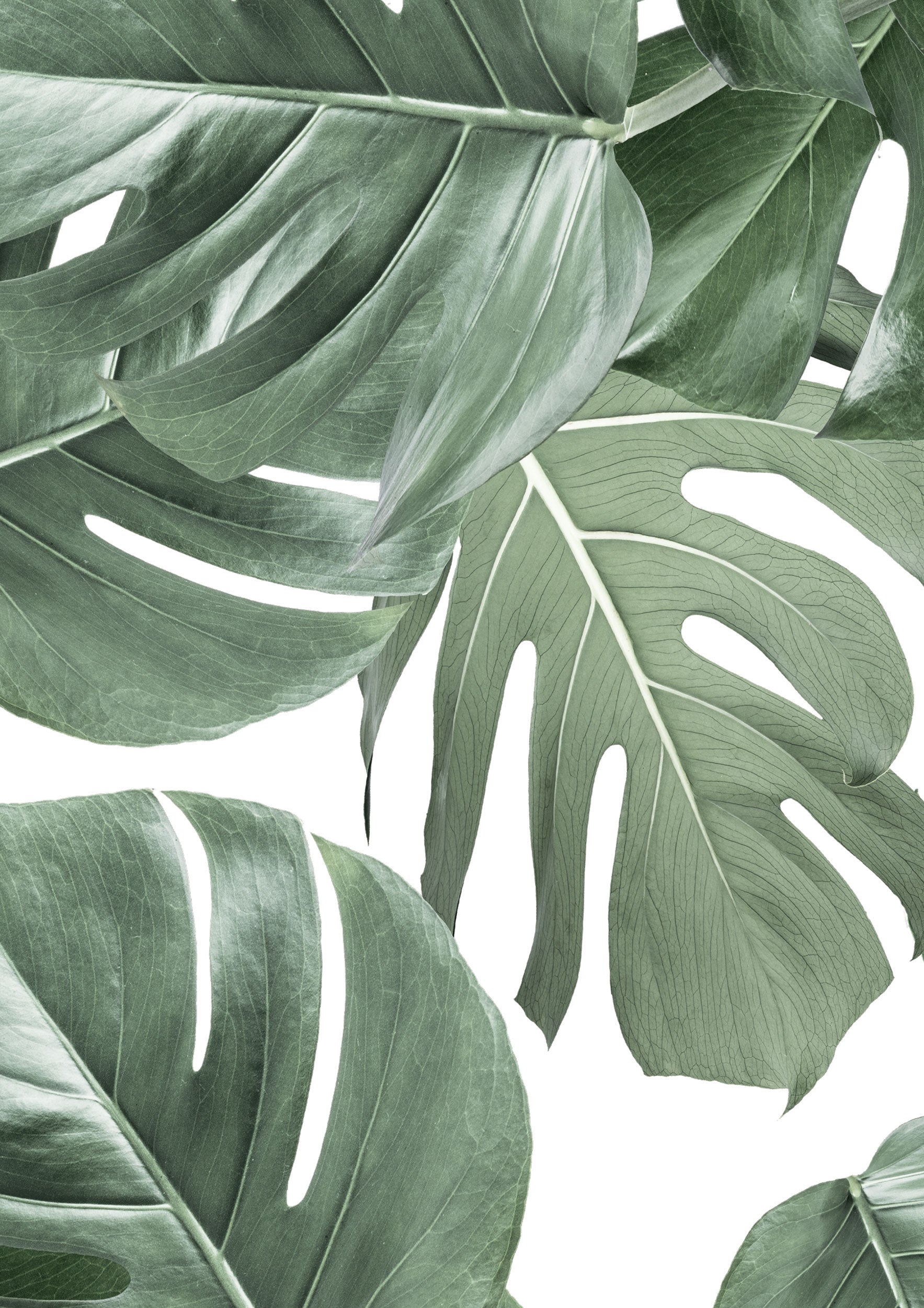 Monstera Wallpapers