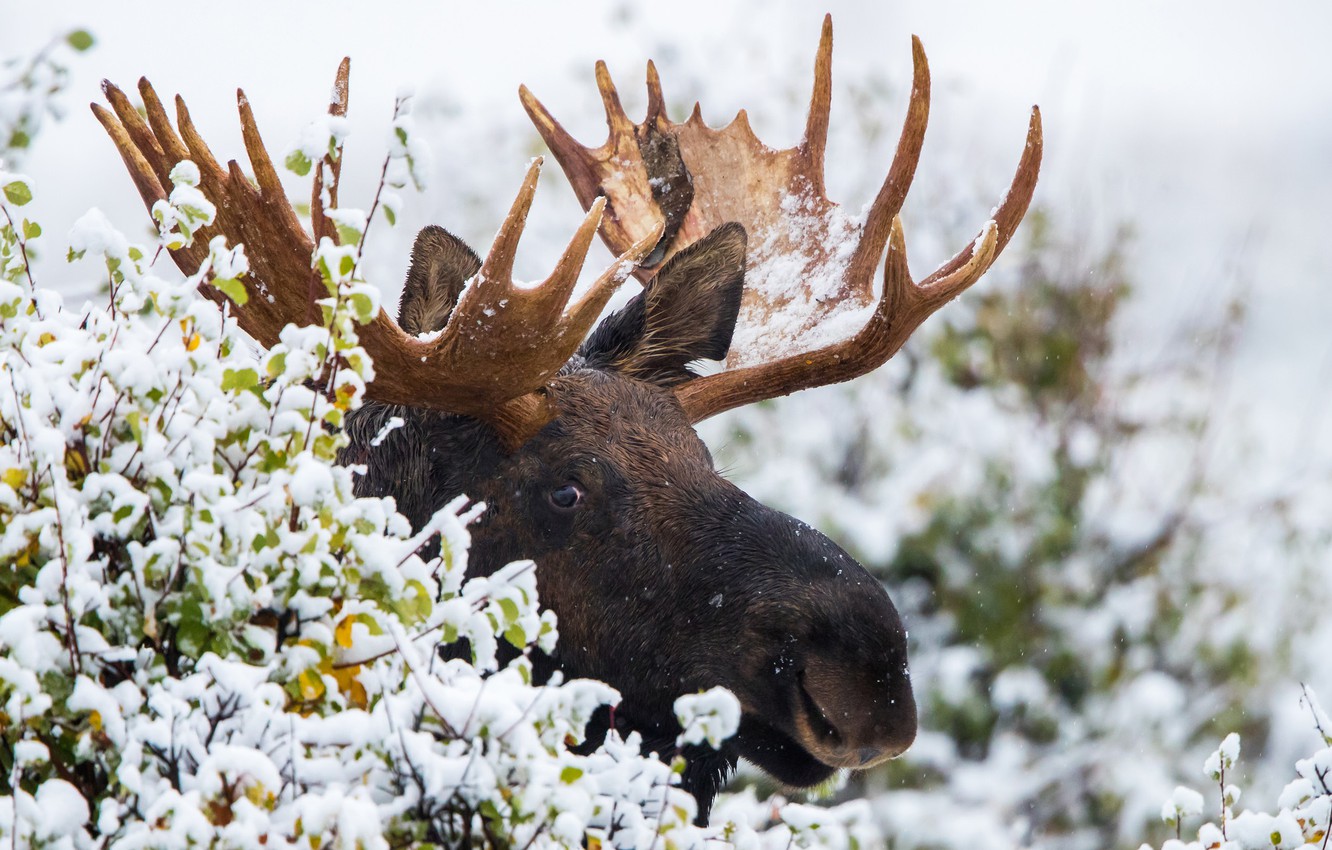 Moose In Snow Wallpapers