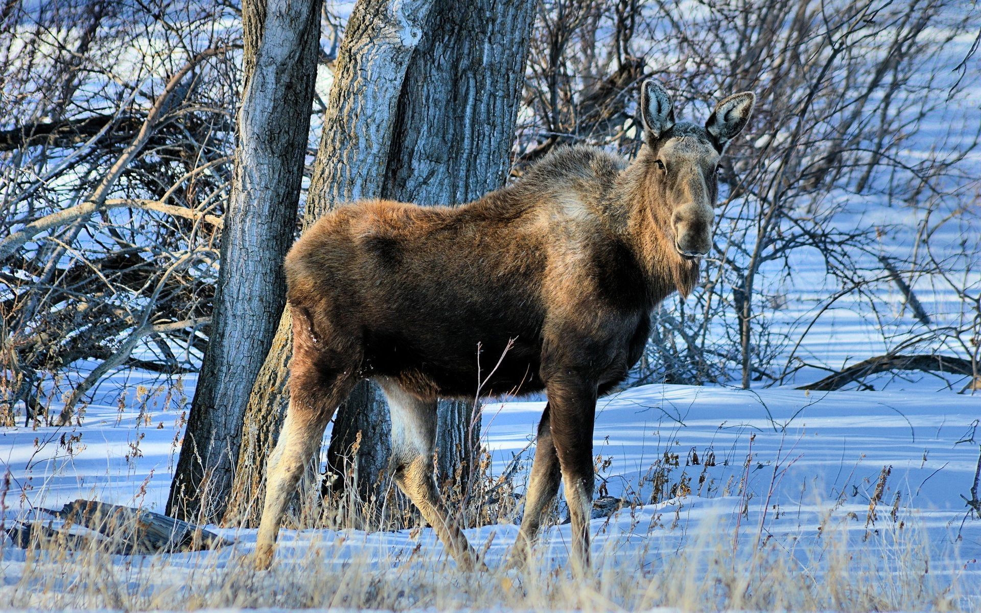 Moose In Snow Wallpapers