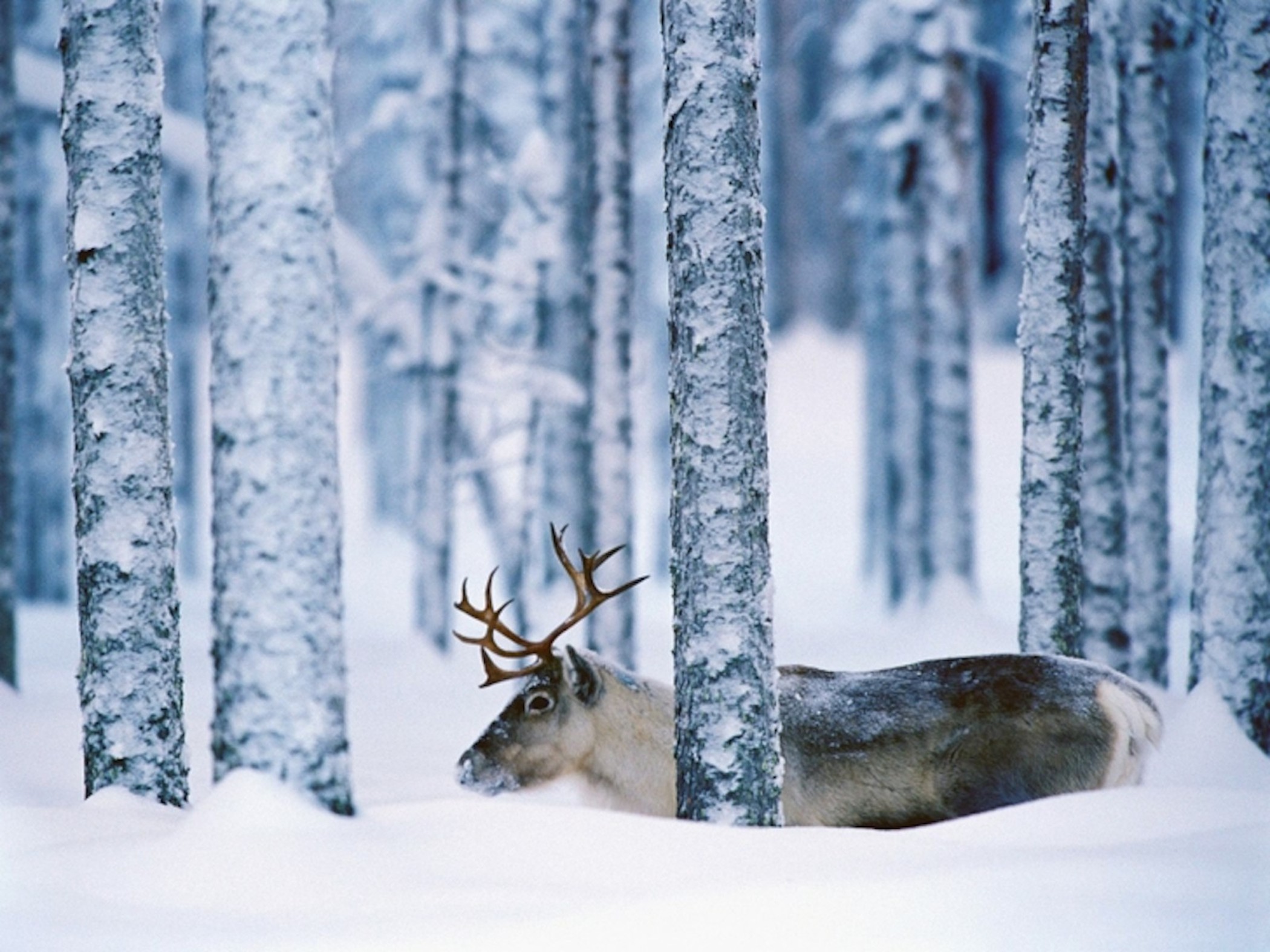 Moose In Snow Wallpapers
