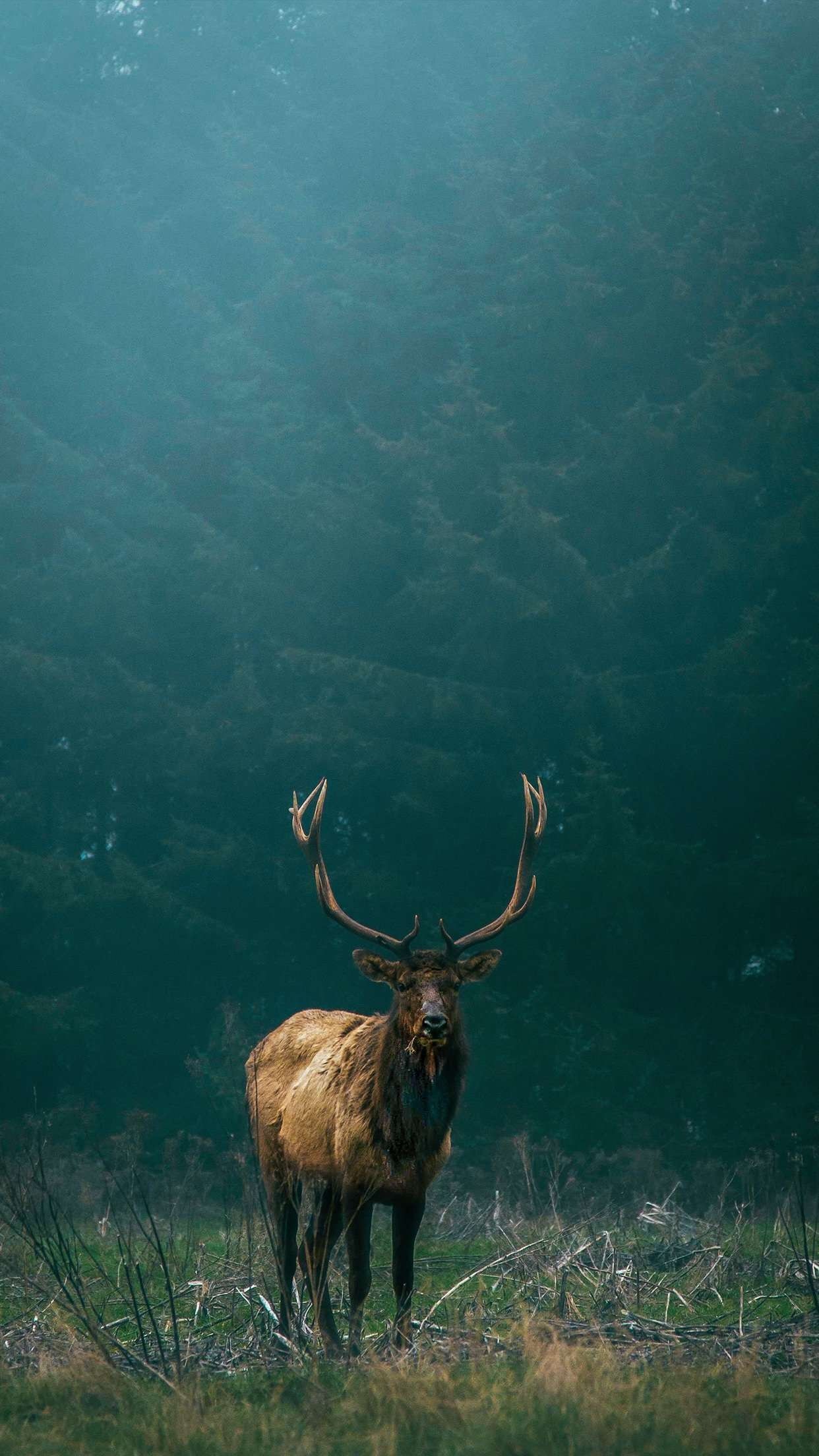 Moose Iphone Wallpapers