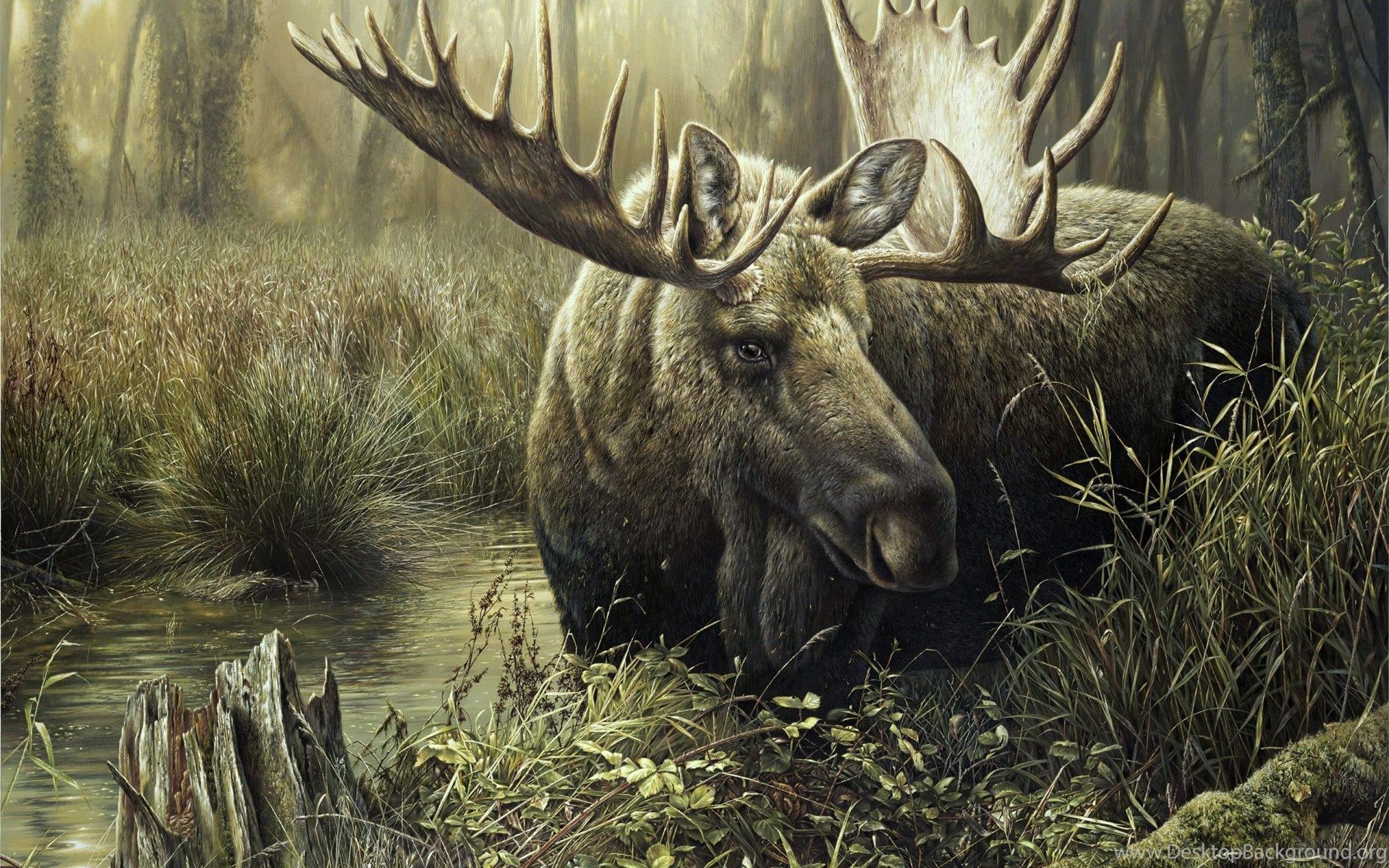 Moose Iphone Wallpapers