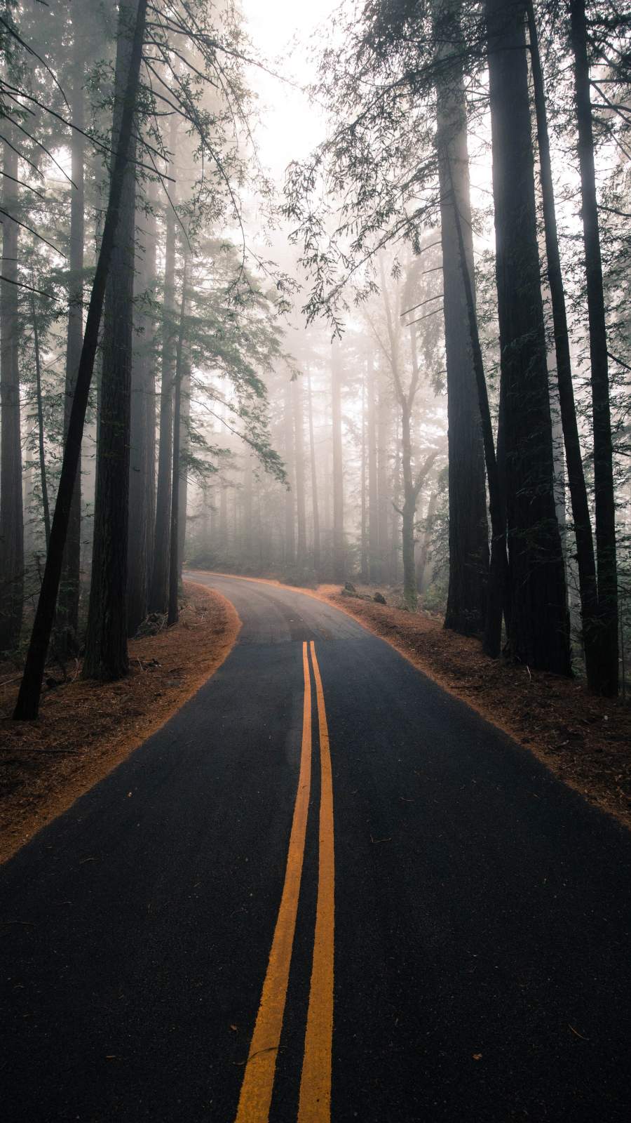 Morning Fog Wallpapers