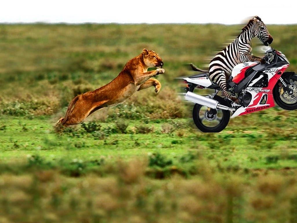 Motorcycle Meme Images Wallpapers