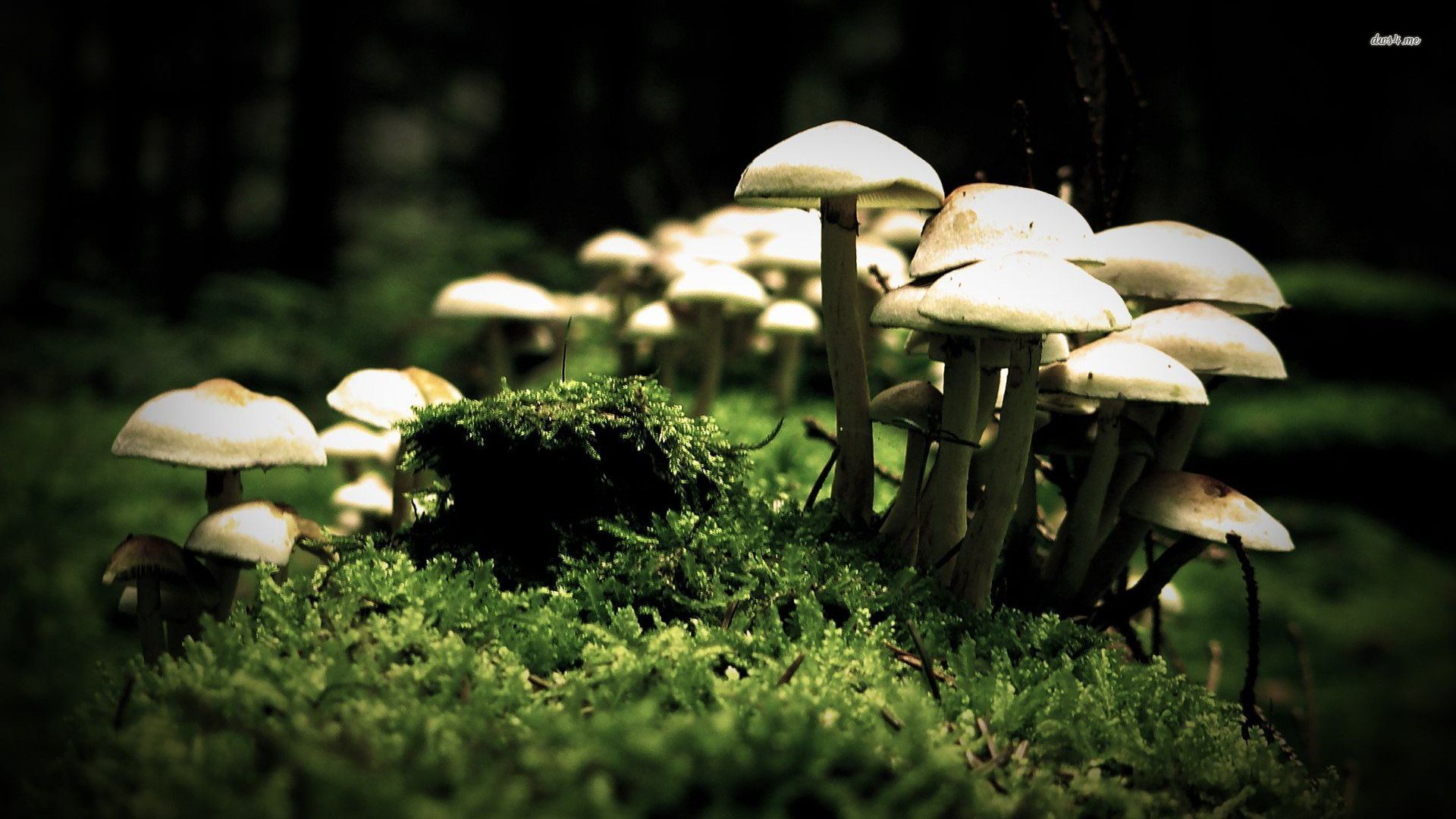 Mushroom Landscape Wallpapers