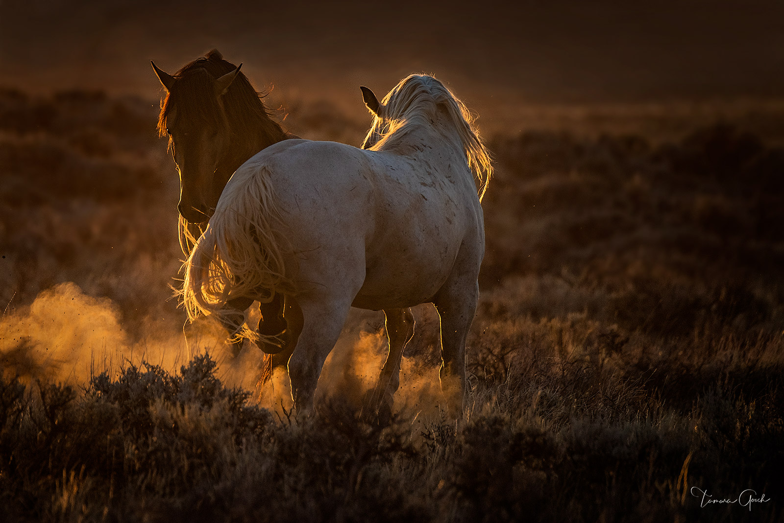 Mustang Horse Wallpapers