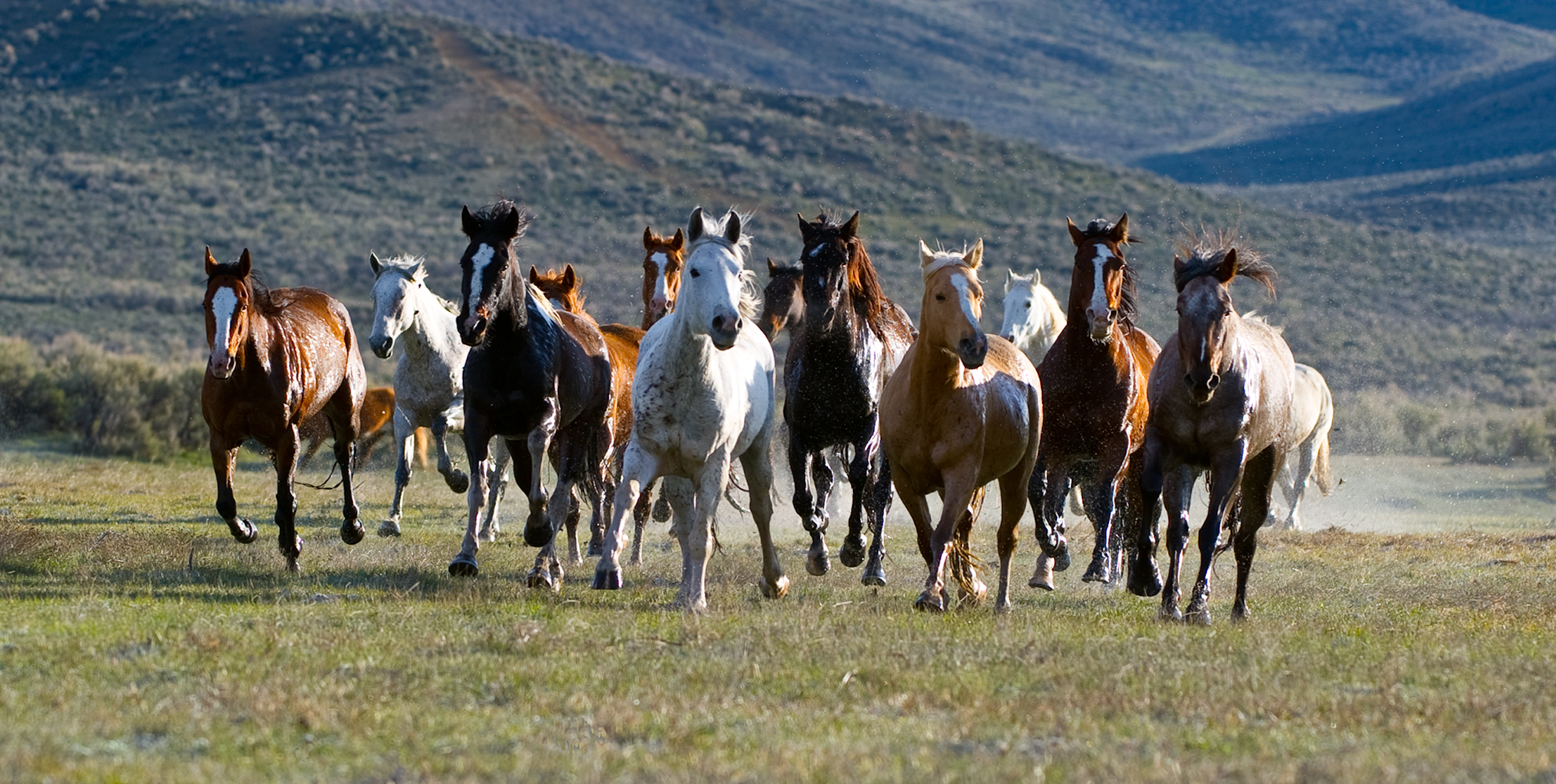 Mustang Horse Wallpapers