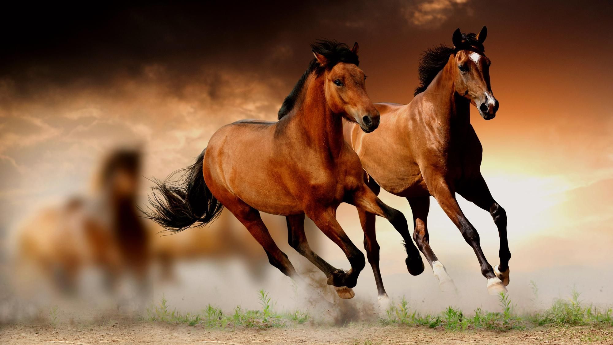 Mustang Horse Wallpapers