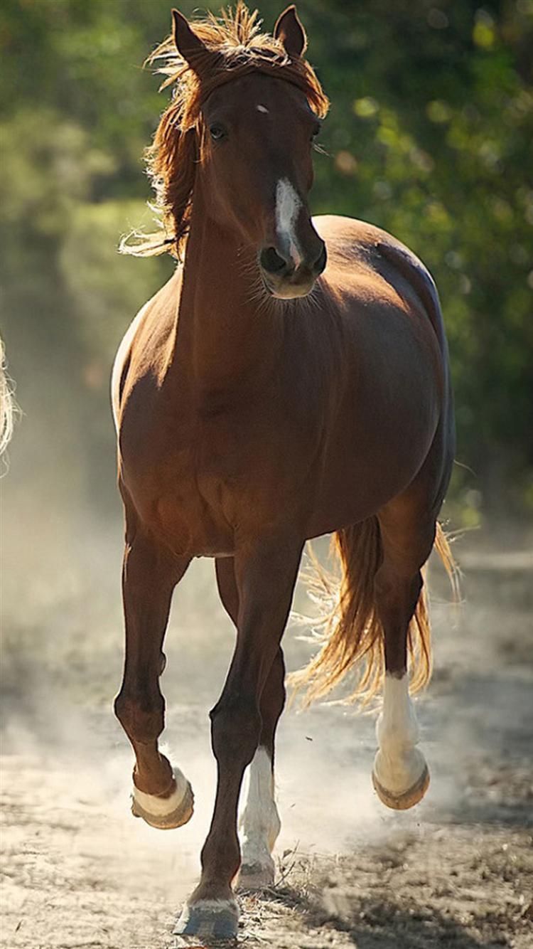 Mustang Horse Wallpapers