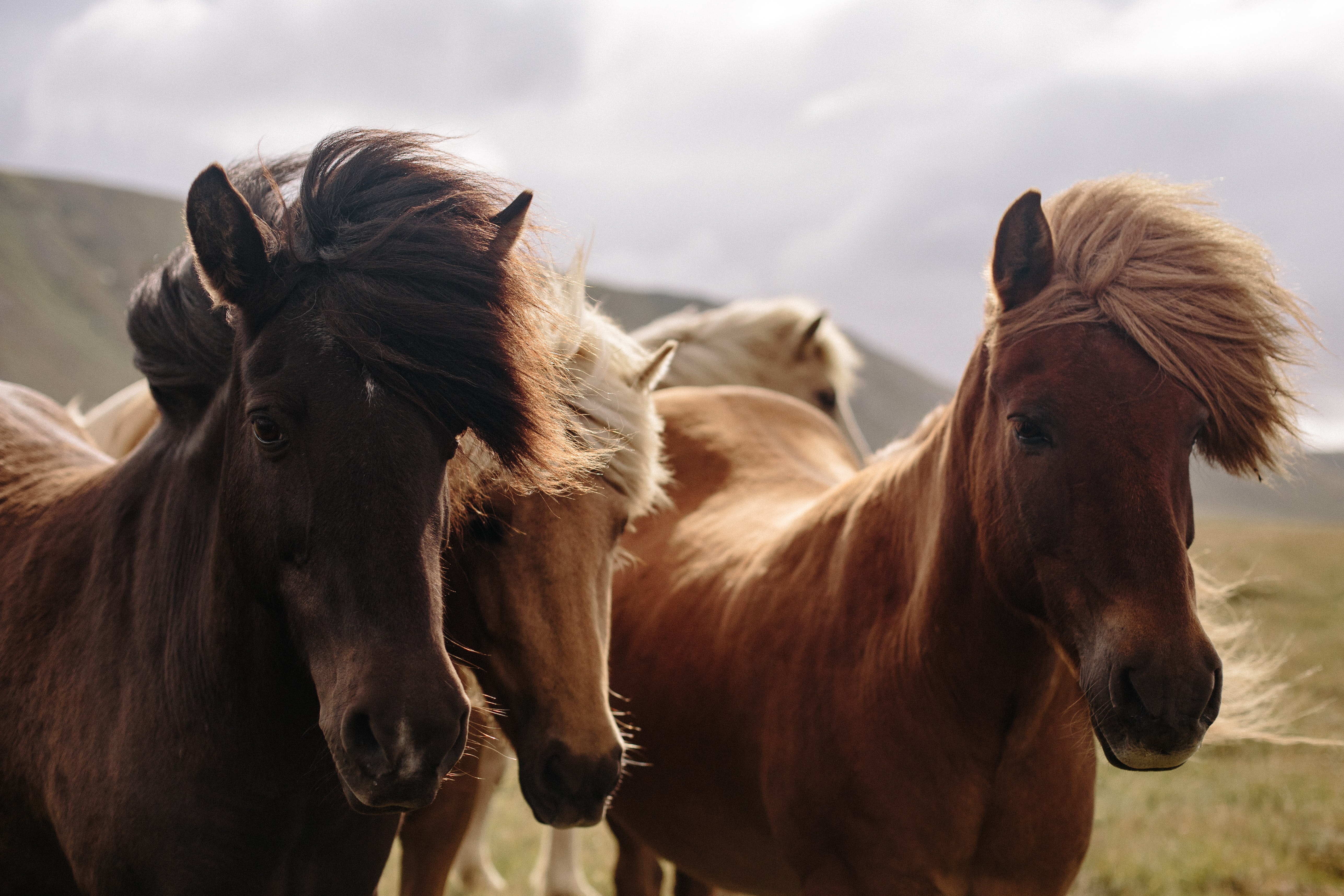 Mustang Horse Wallpapers