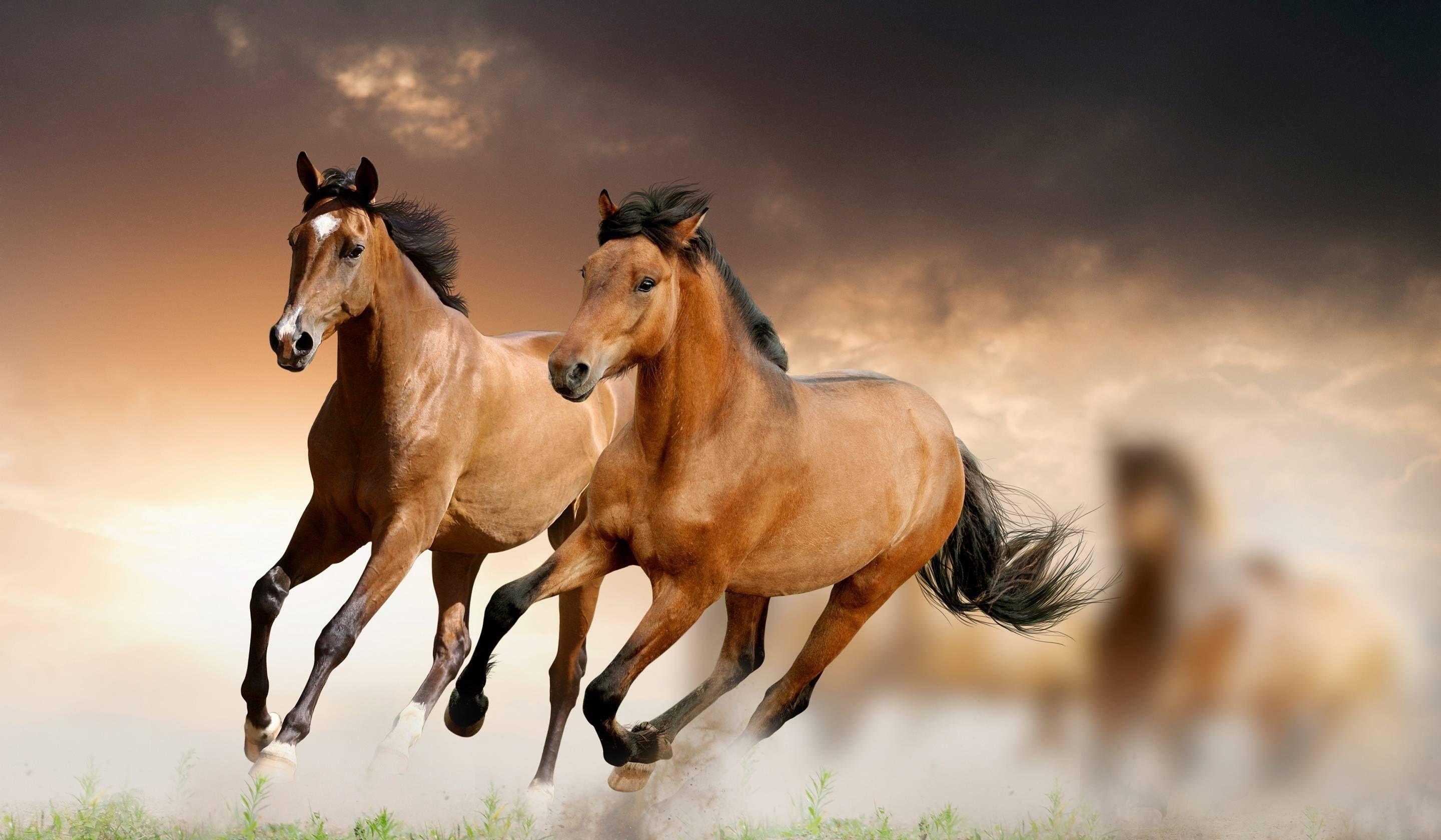 Mustang Horse Wallpapers