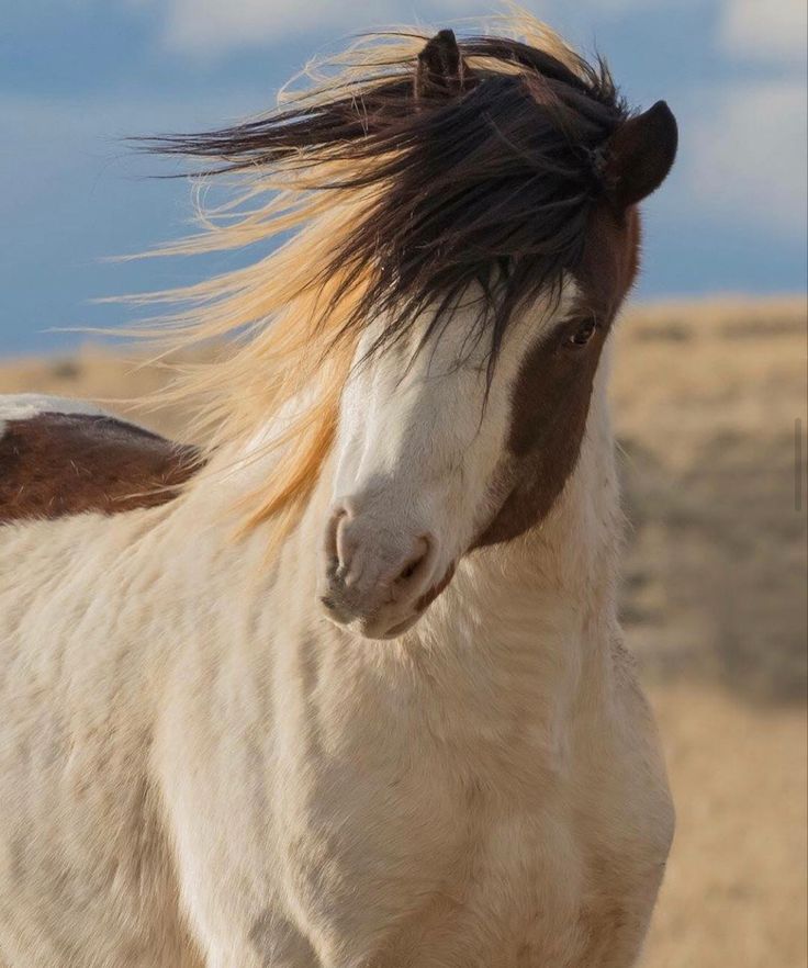 Mustang Horse Wallpapers