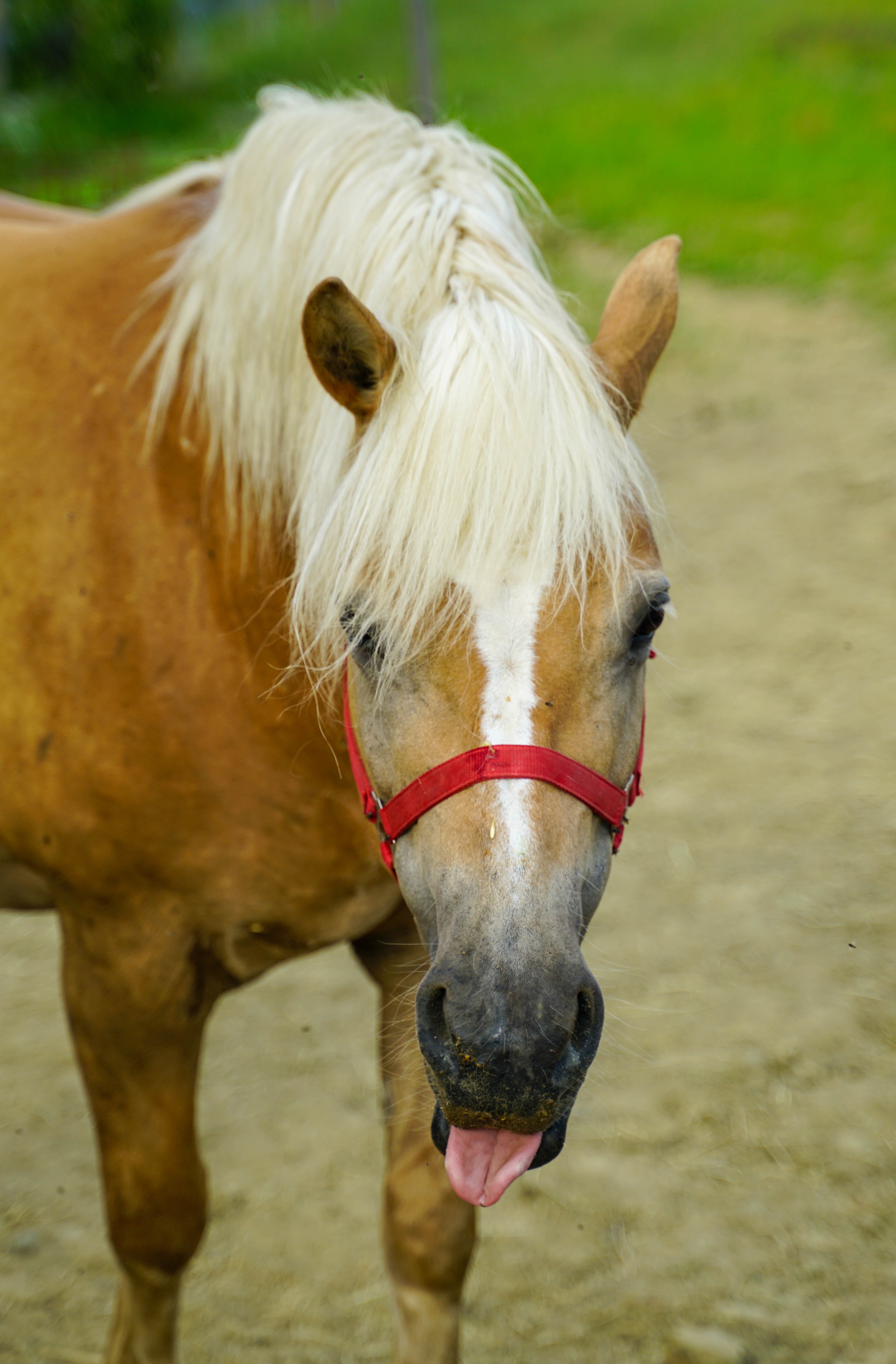 Mustang Horse Wallpapers