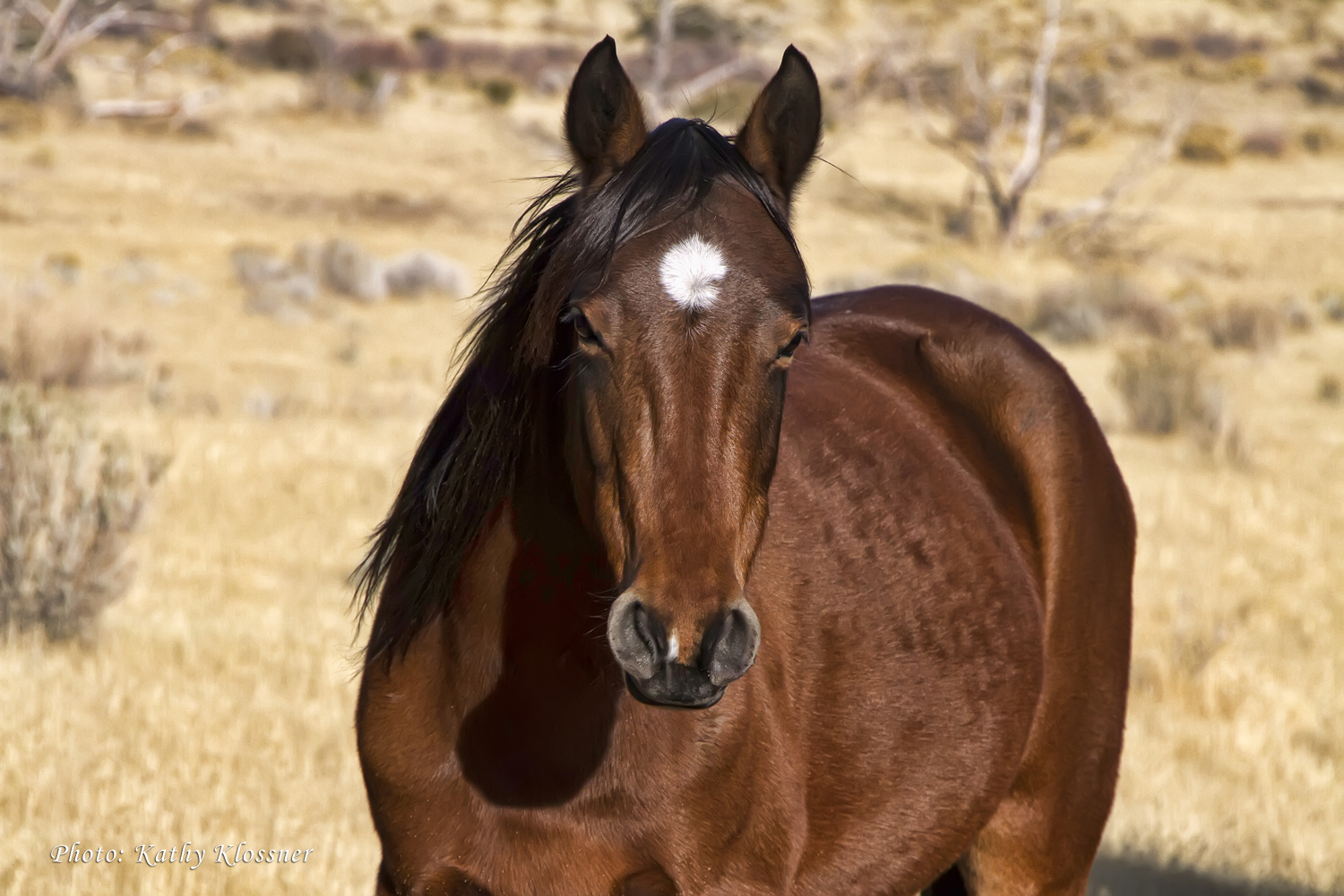 Mustang Horse Wallpapers