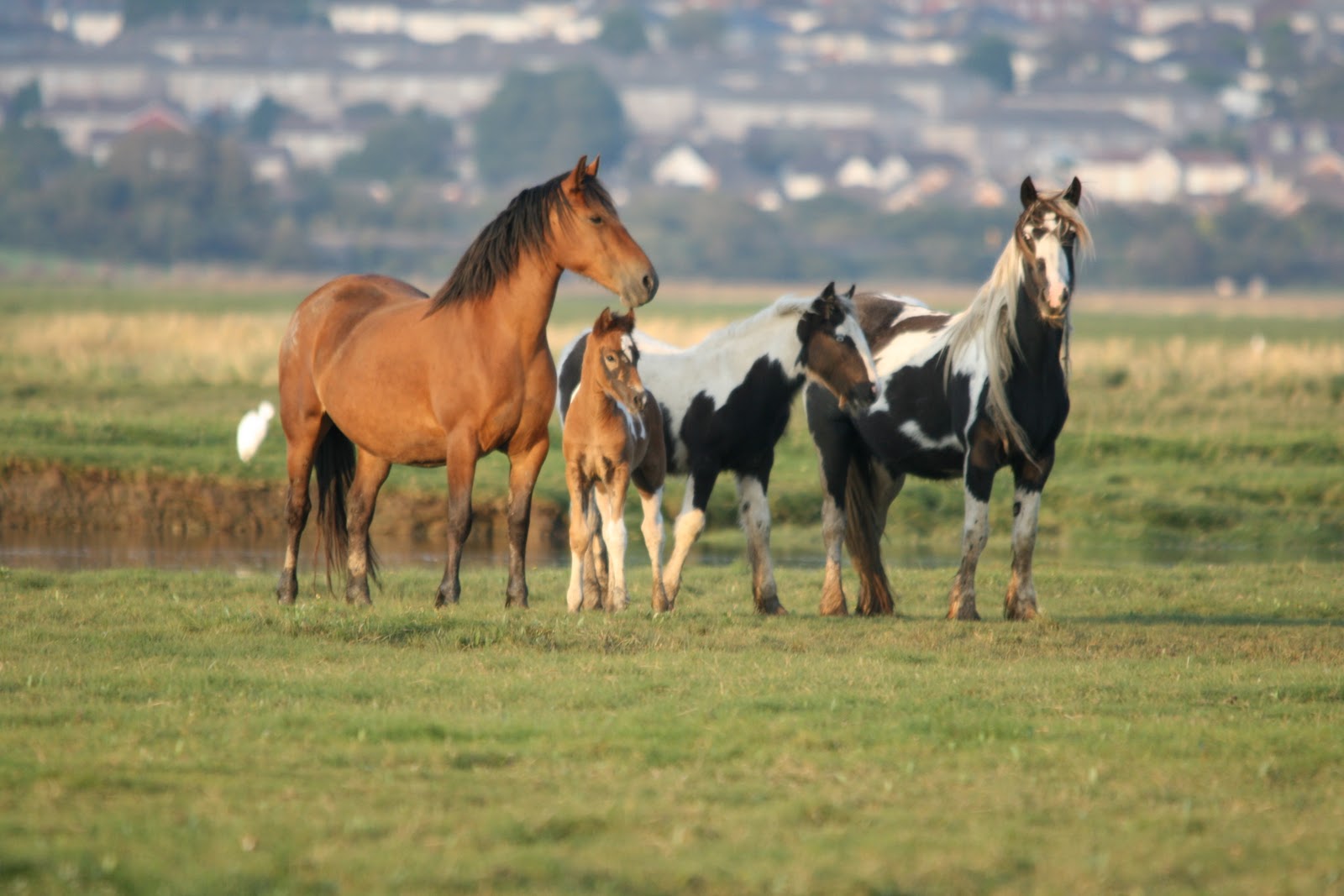 Mustang Horse Wallpapers