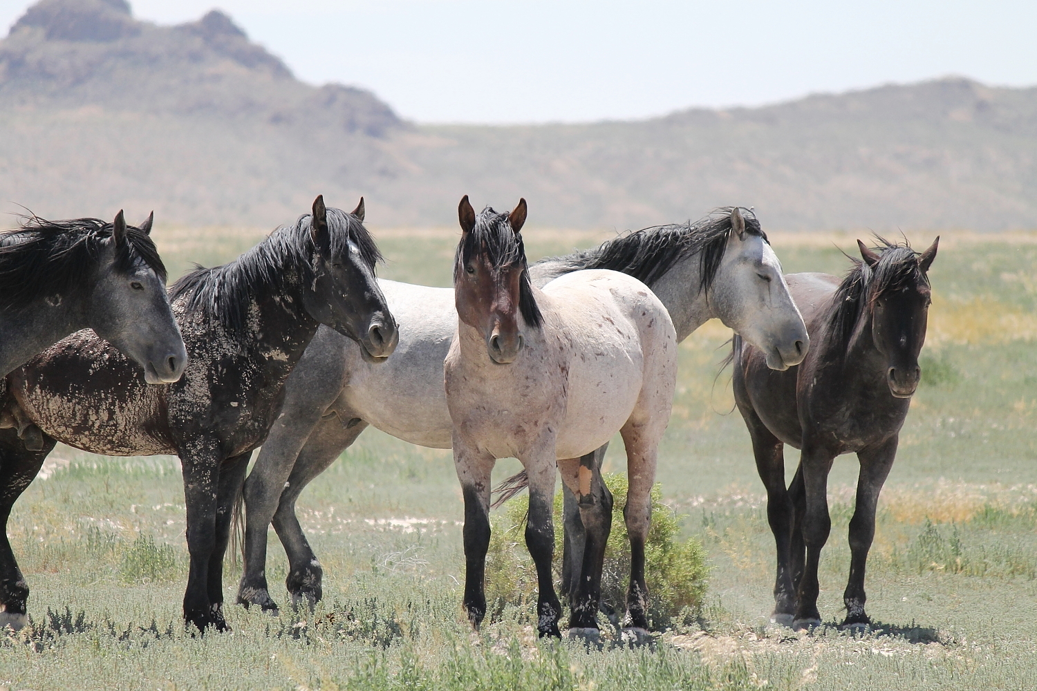 Mustang Horse Wallpapers