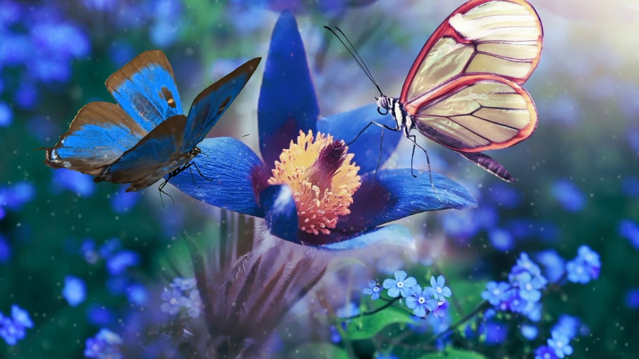 Mystical Butterfly Wallpapers