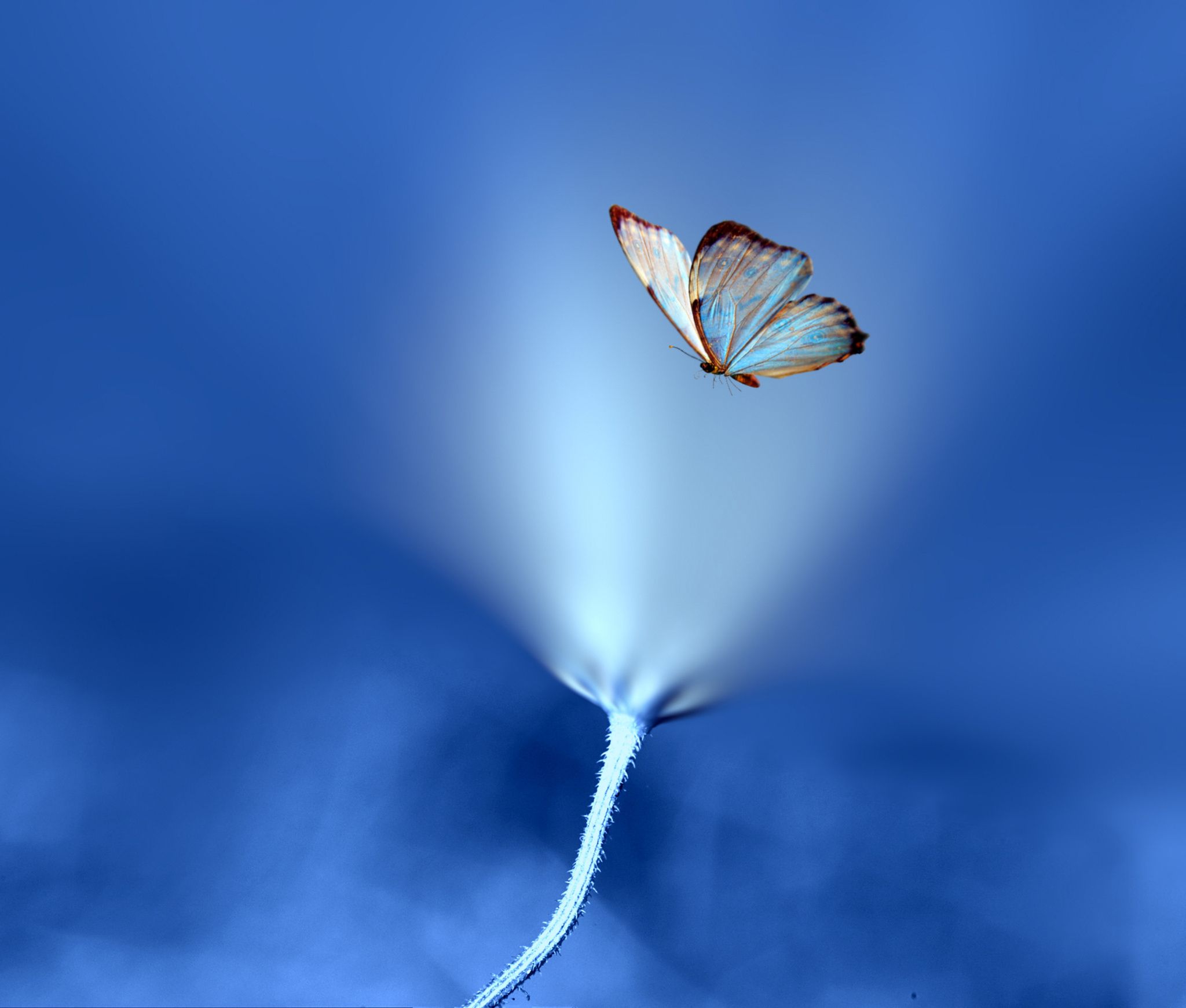 Mystical Butterfly Wallpapers