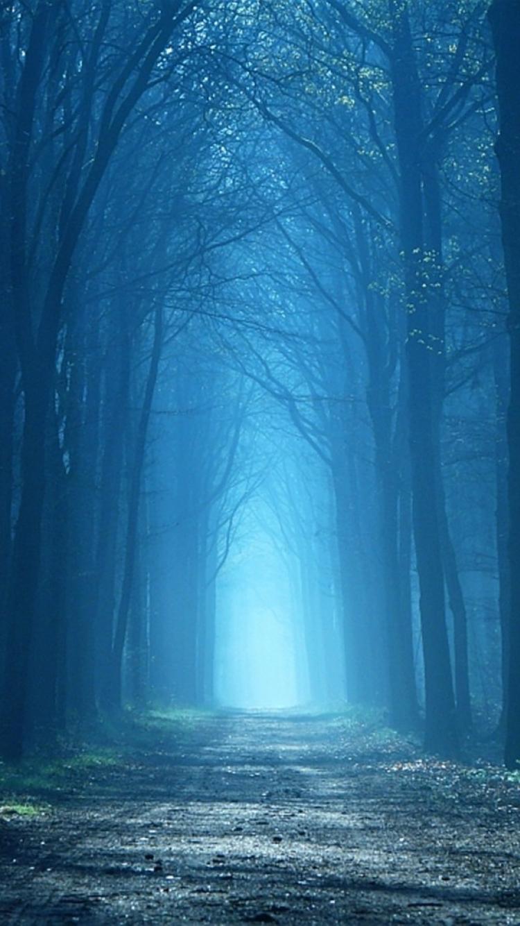 Mystical Foggy Forest Wallpapers