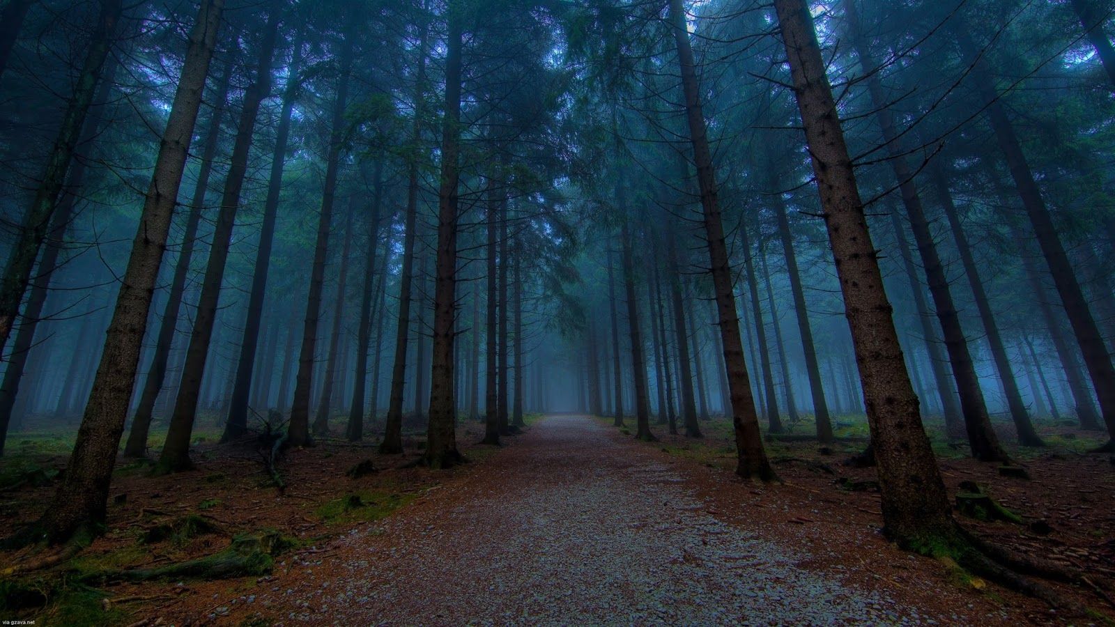 Mystical Foggy Forest Wallpapers