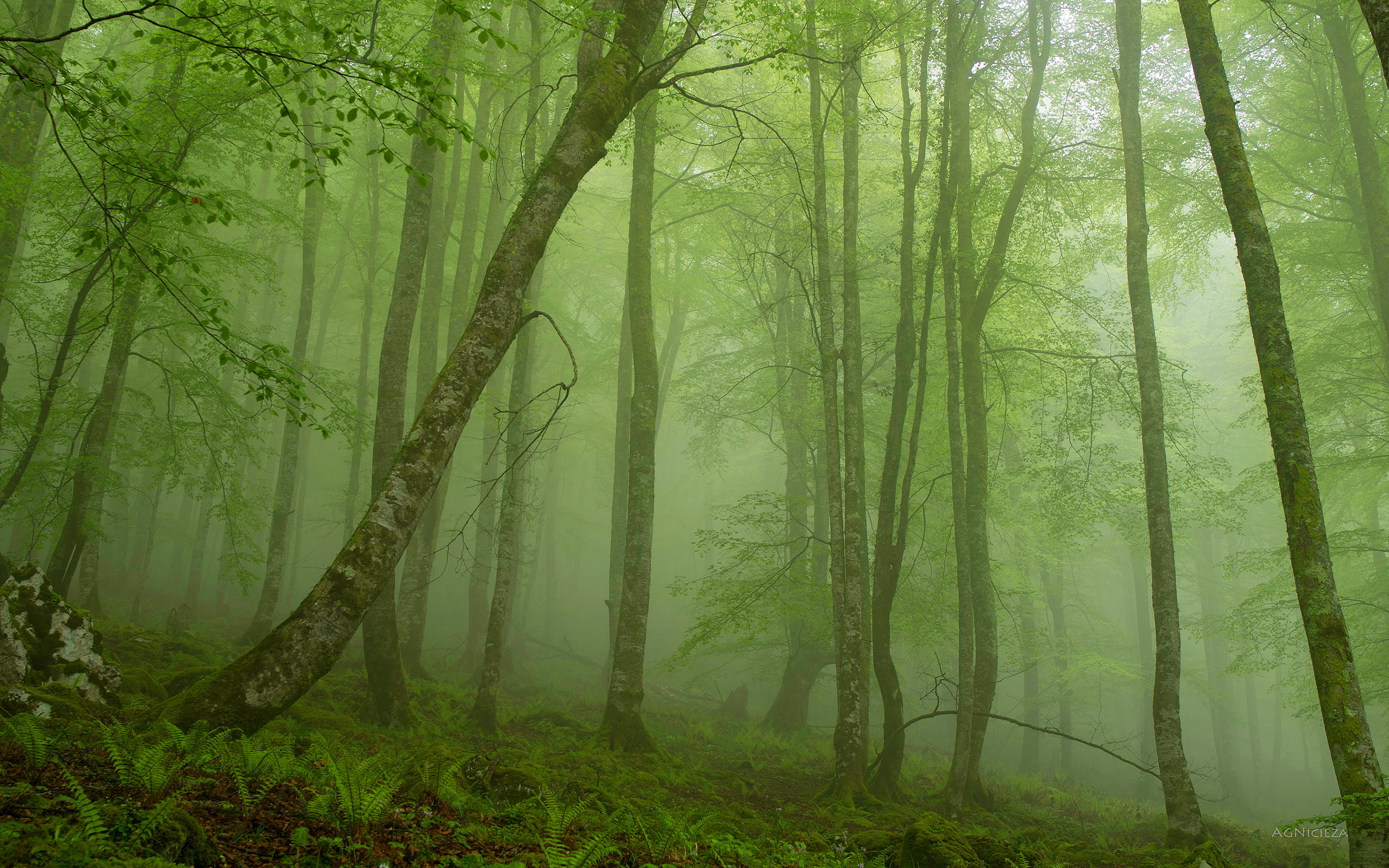 Mystical Foggy Forest Wallpapers