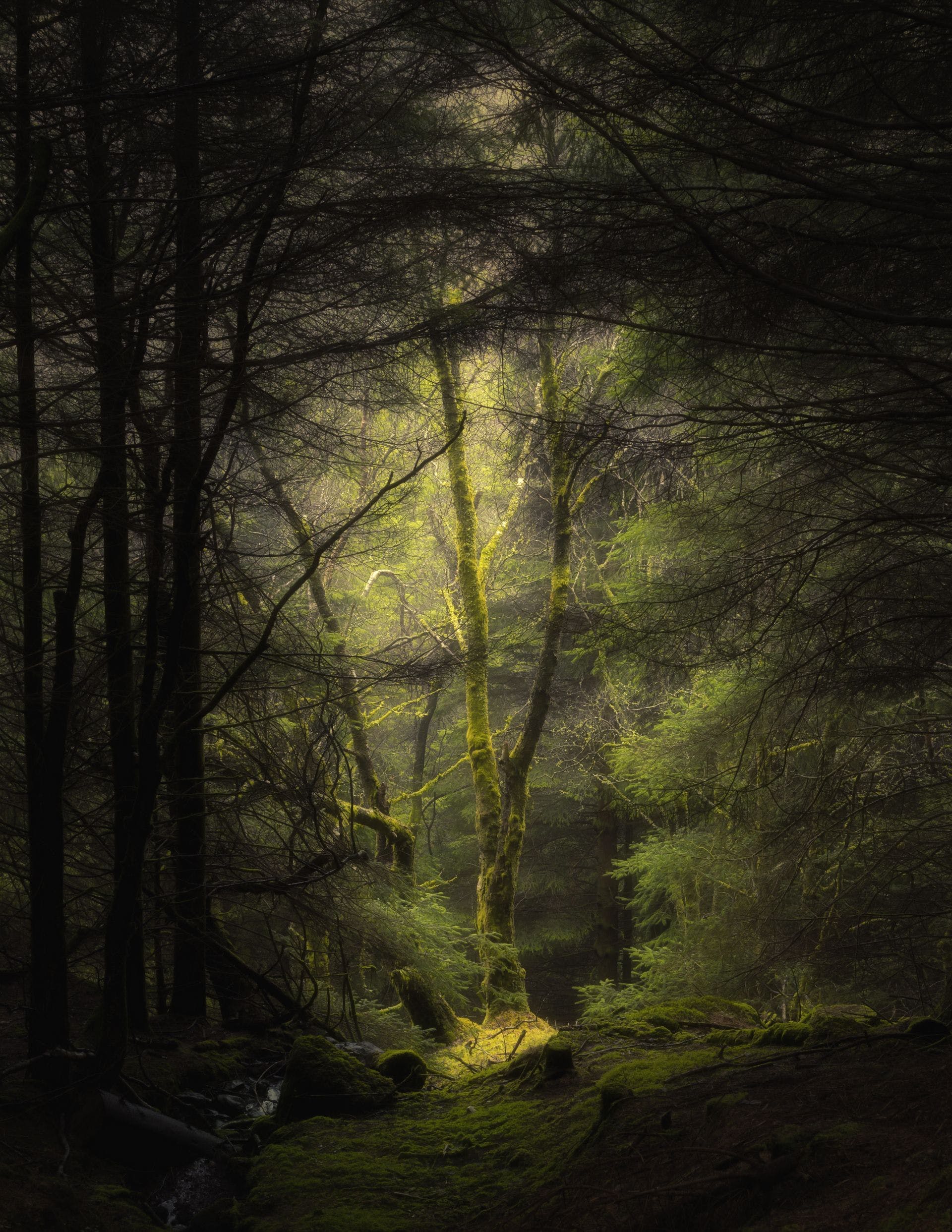 Mystical Foggy Forest Wallpapers