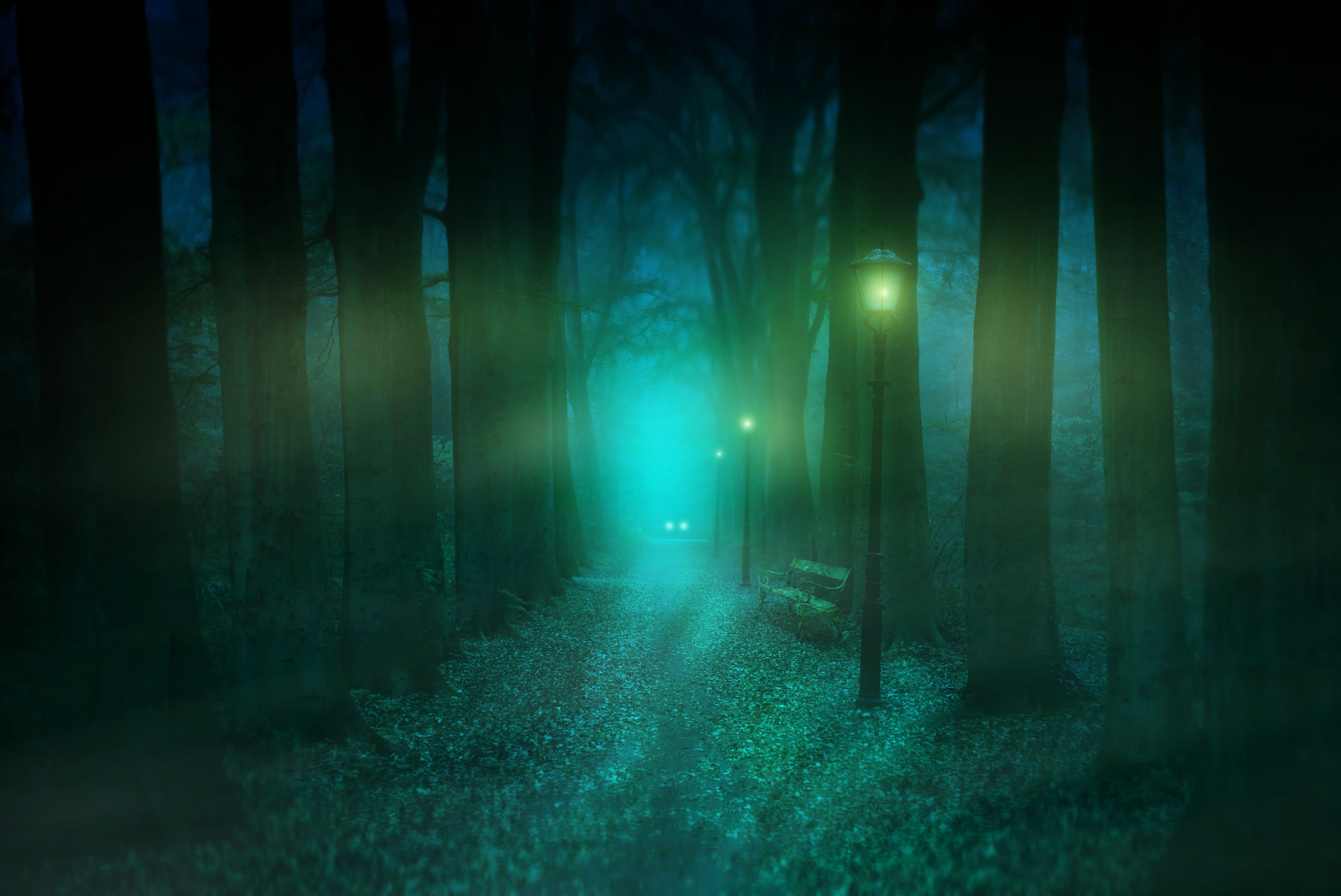 Mystical Foggy Forest Wallpapers