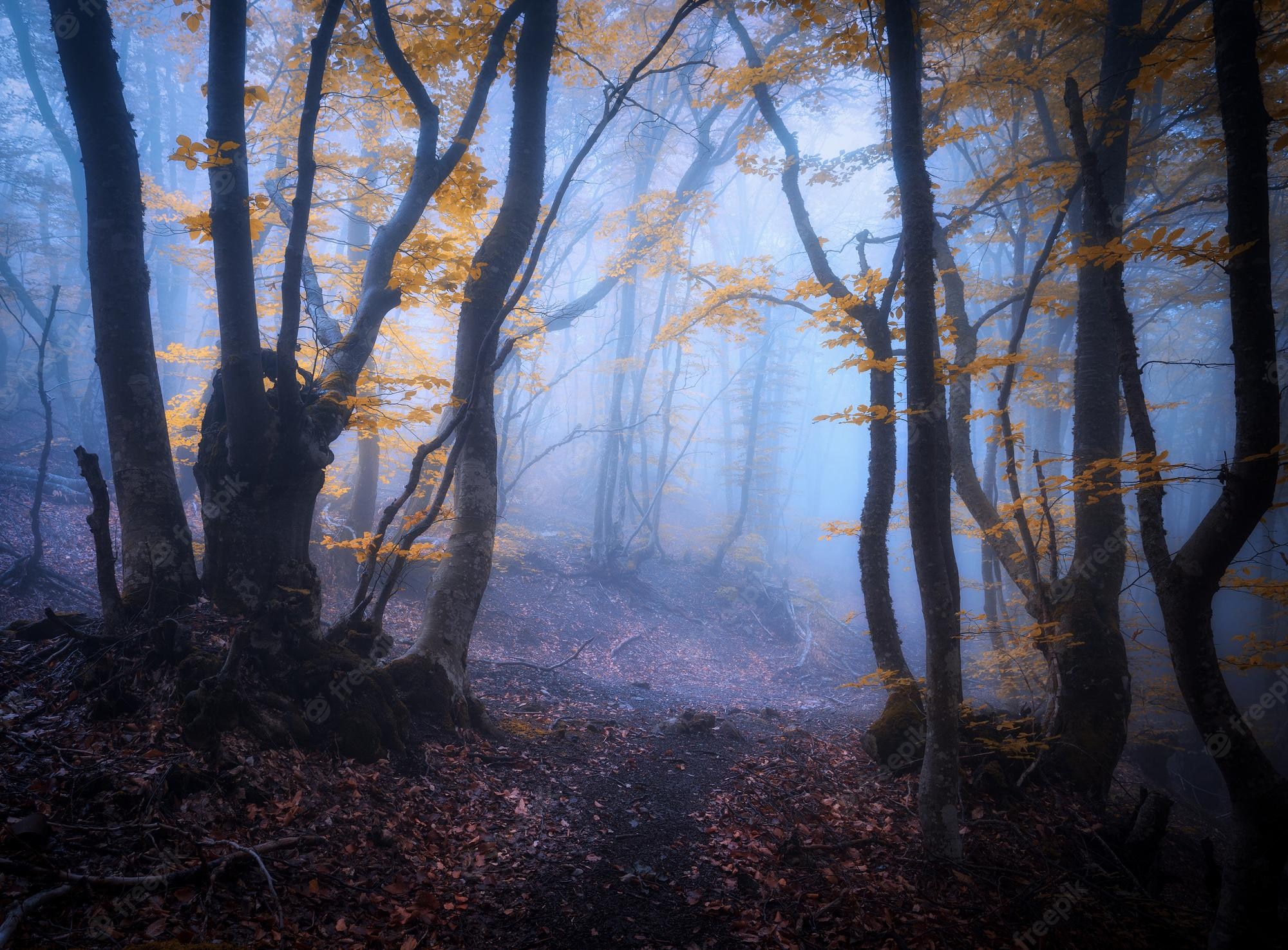 Mystical Foggy Forest Wallpapers