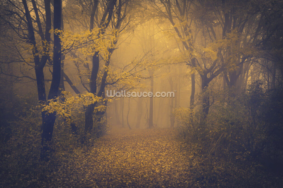 Mystical Foggy Forest Wallpapers