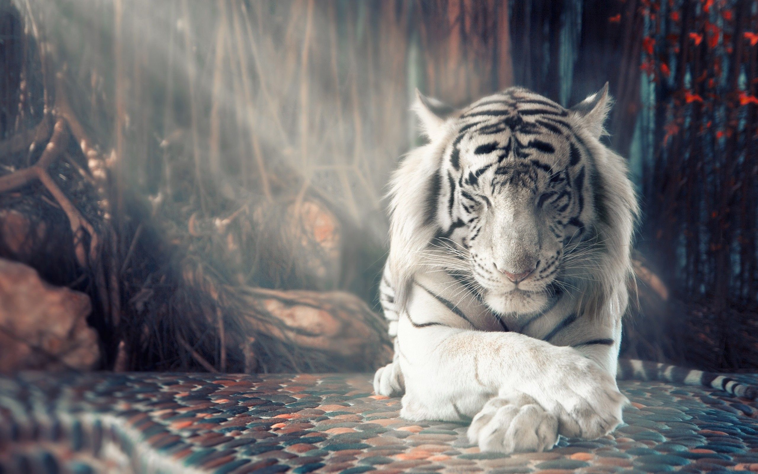 Mystical White Tiger Wallpapers