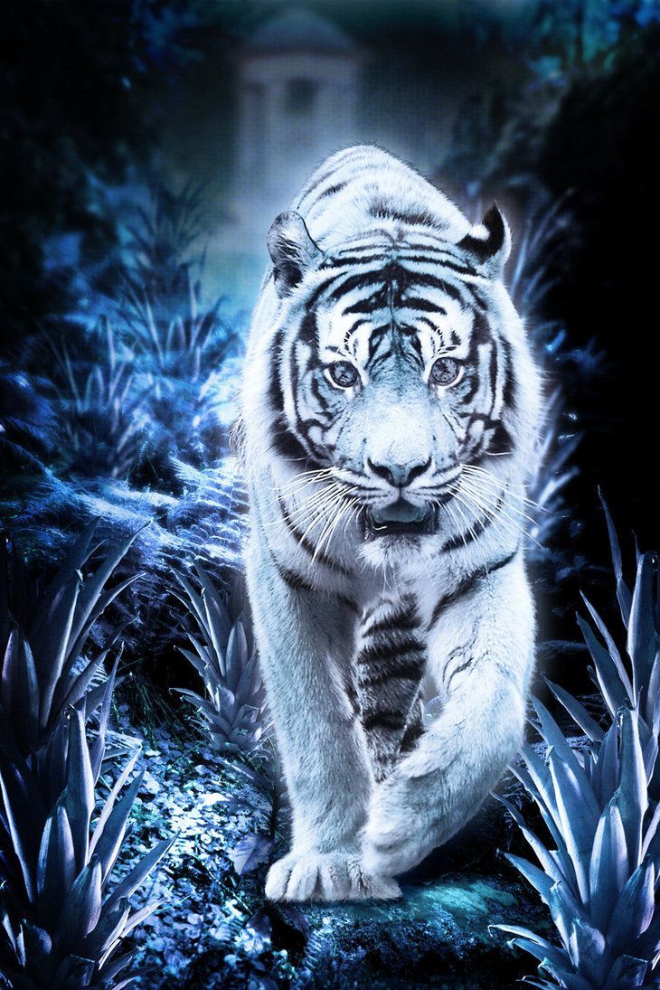 Mystical White Tiger Wallpapers