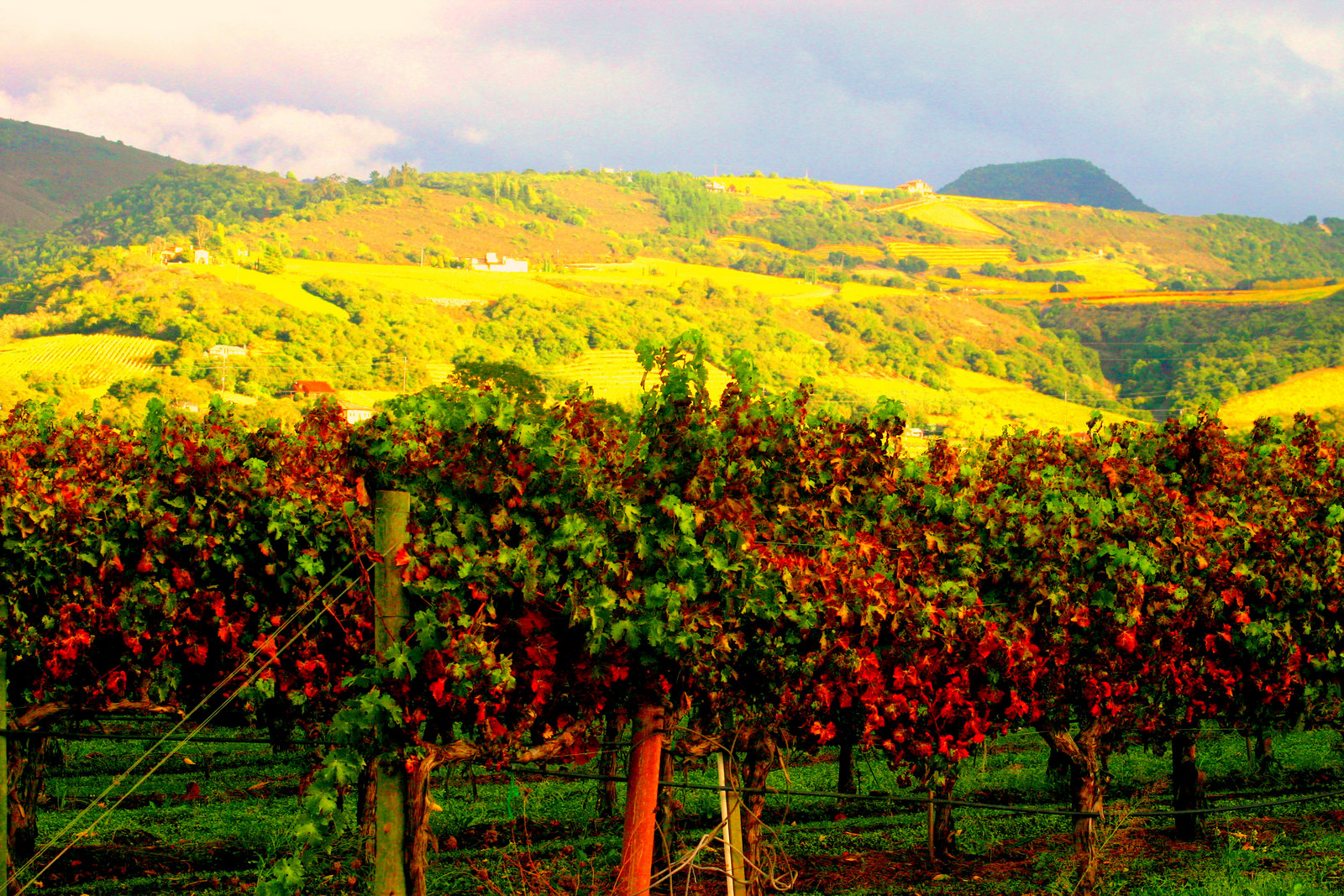 Napa Valley Wallpapers