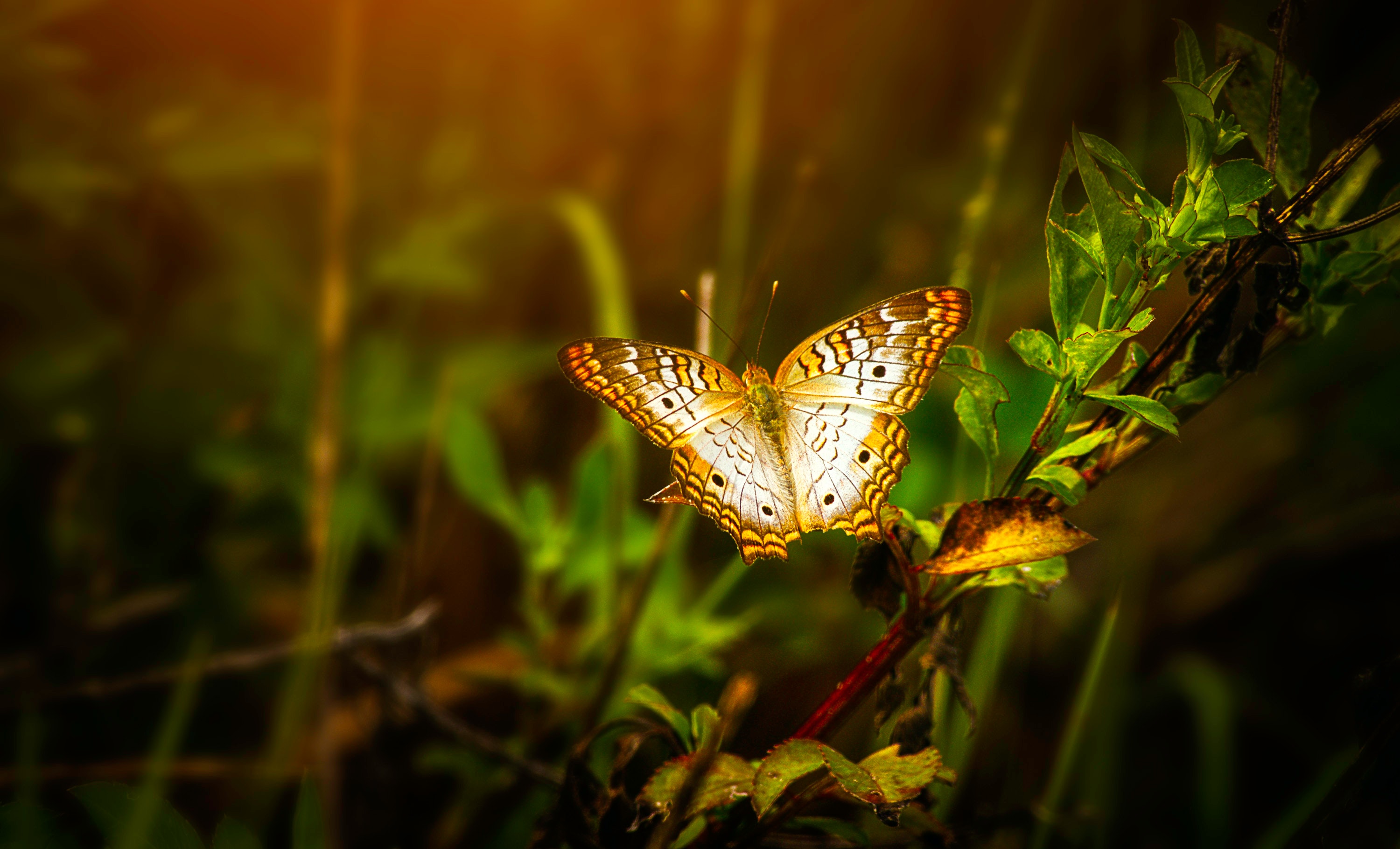 Natural Butterfly Wallpapers