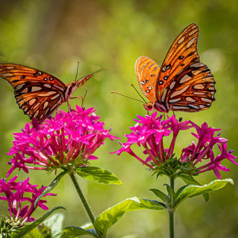 Natural Butterfly Wallpapers