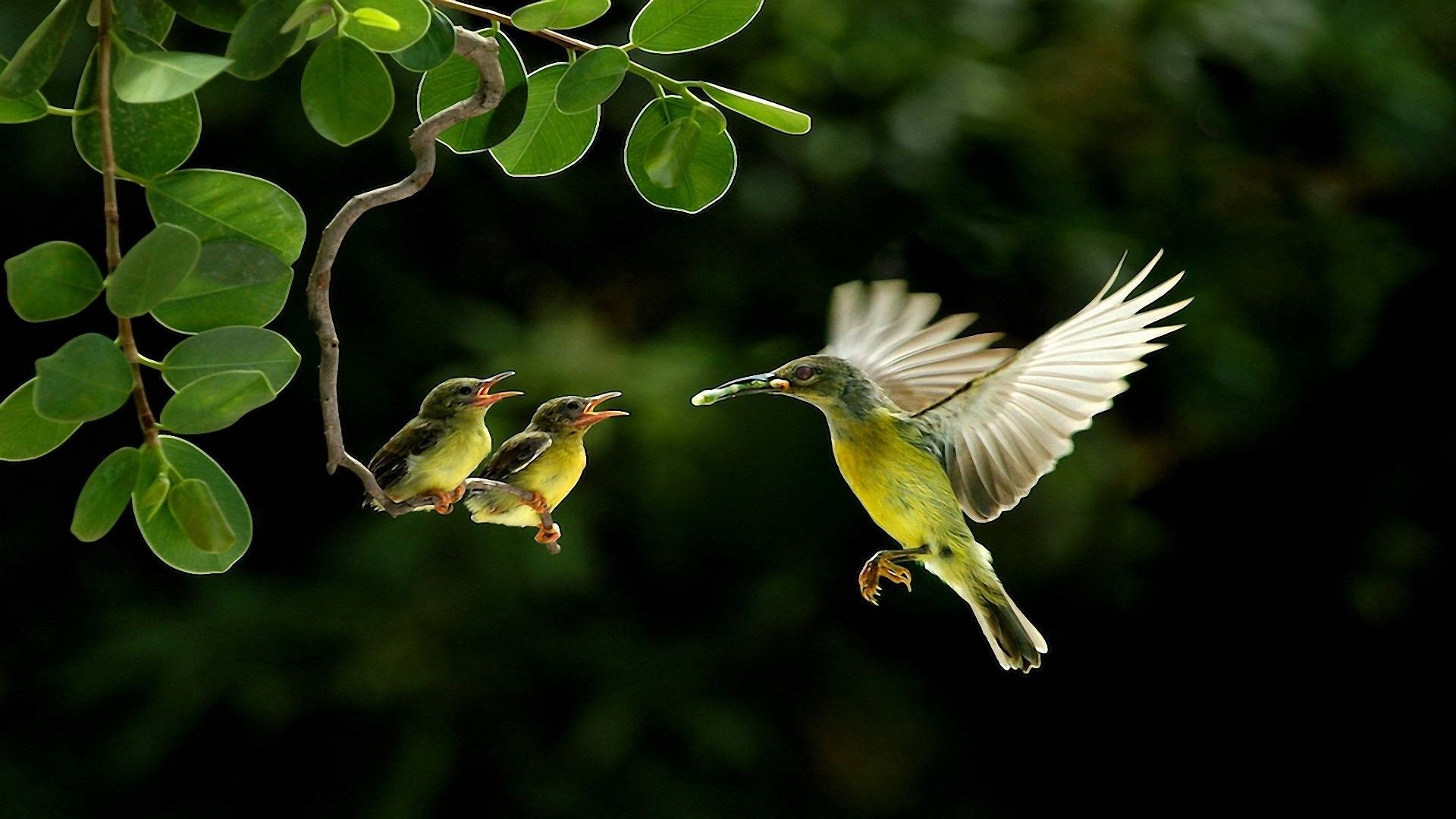 Nature Birds Hd Wallpapers