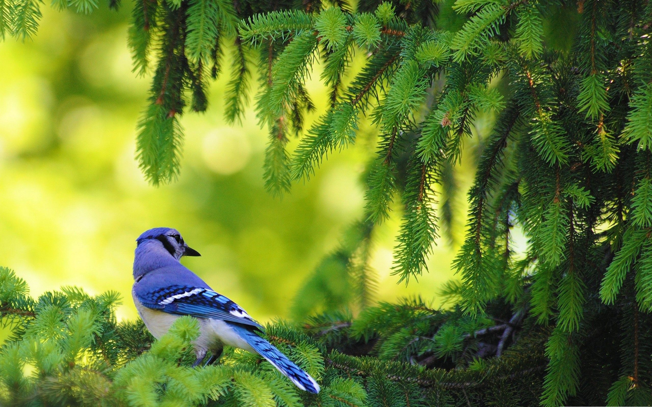 Nature Birds Hd Wallpapers