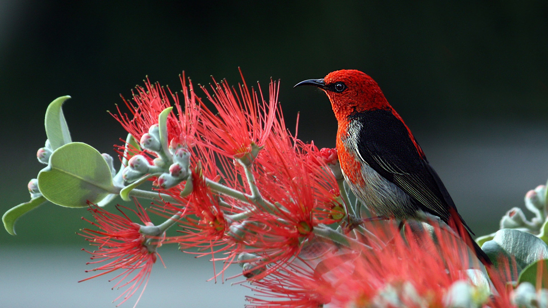 Nature Birds Hd Wallpapers