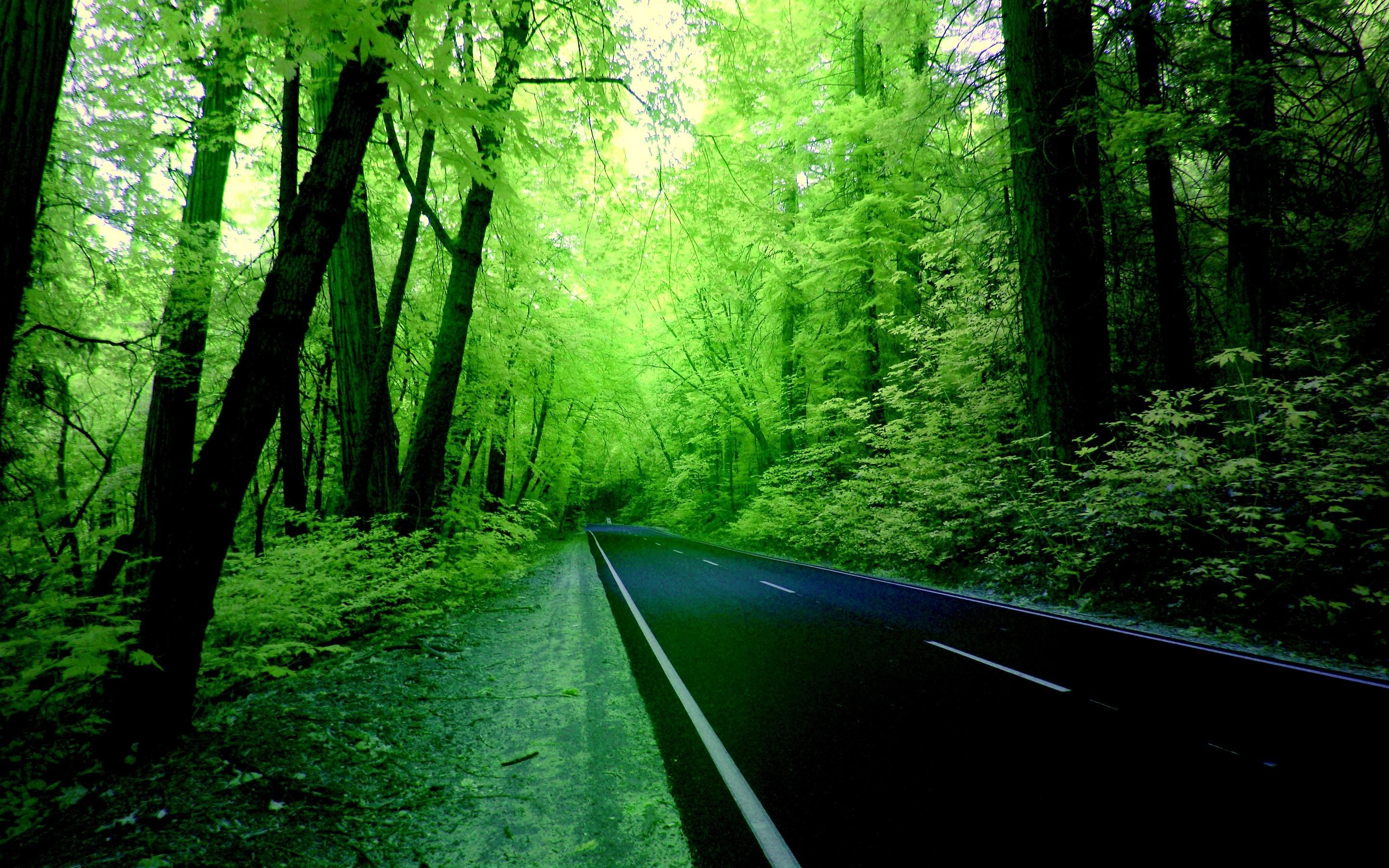 Nature Green Forest Wallpapers