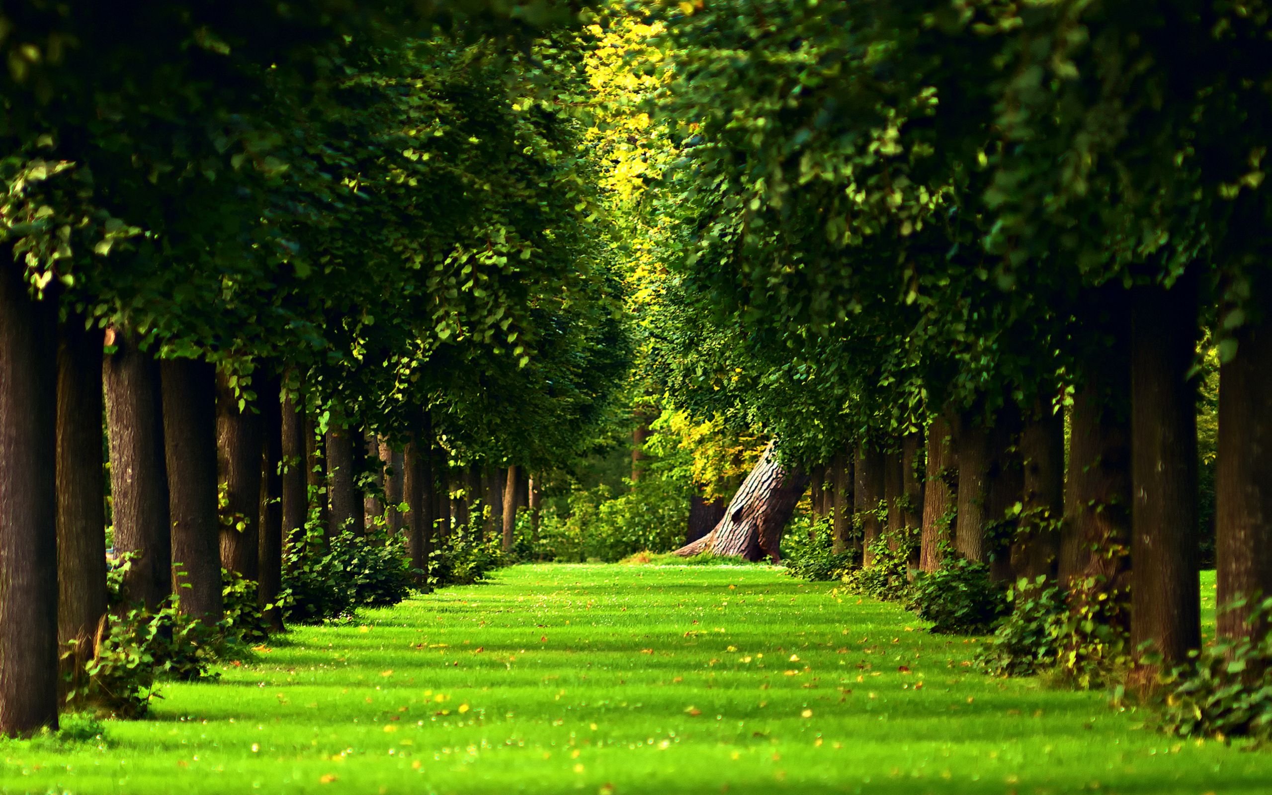 Nature Green Forest Wallpapers