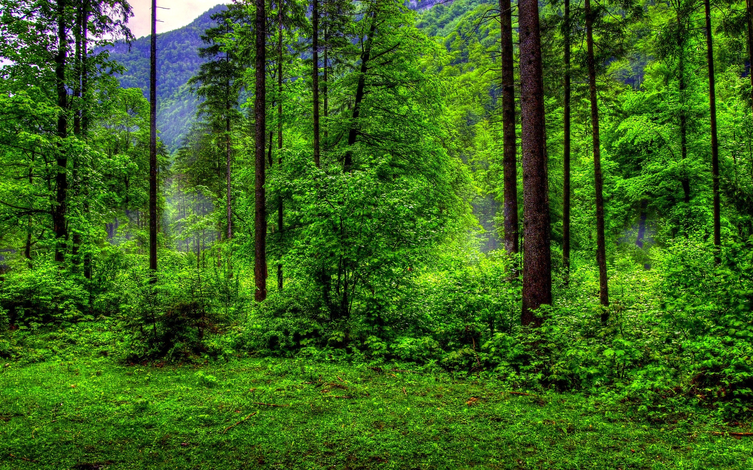 Nature Green Forest Wallpapers