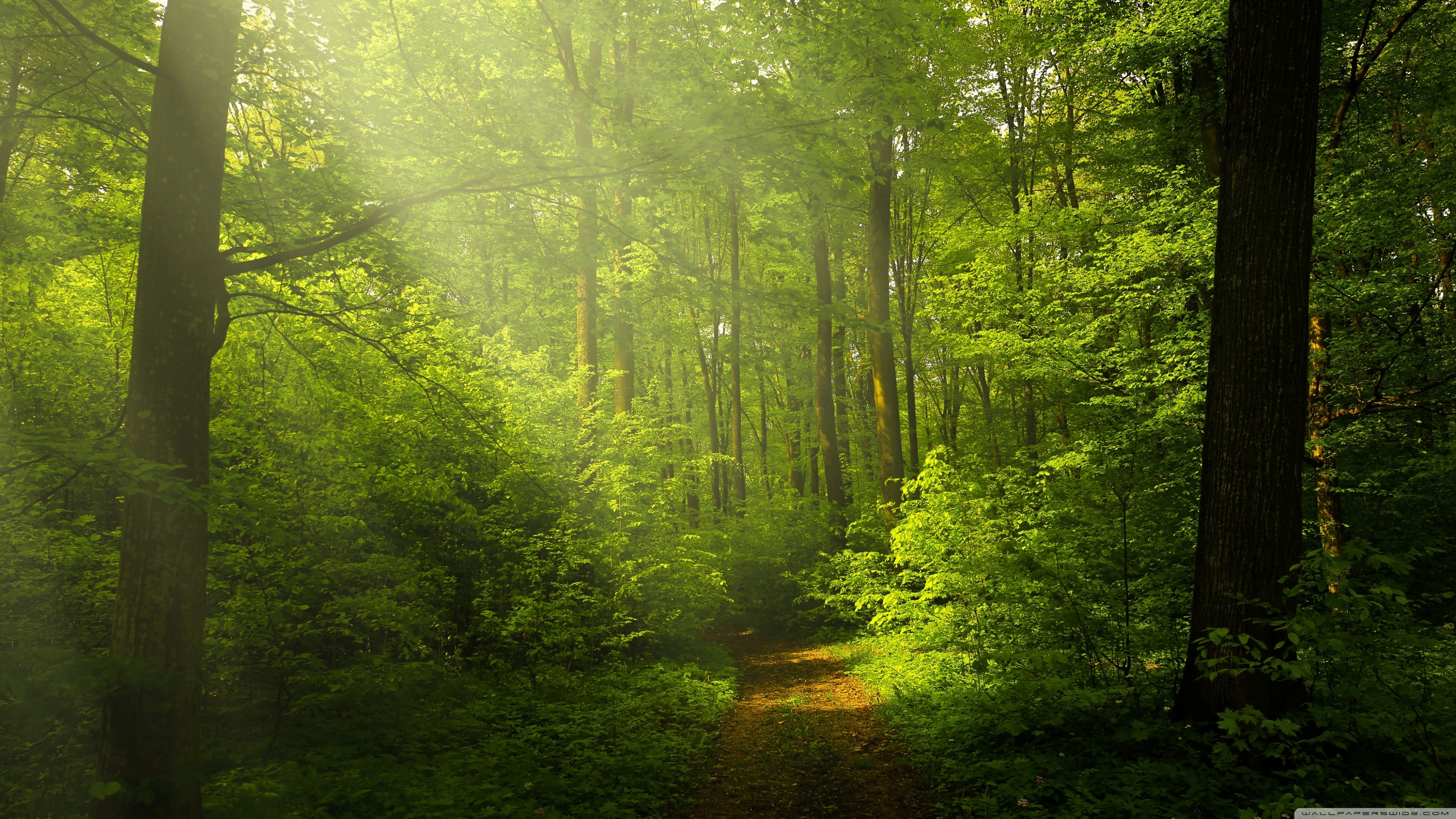 Nature Green Forest Wallpapers
