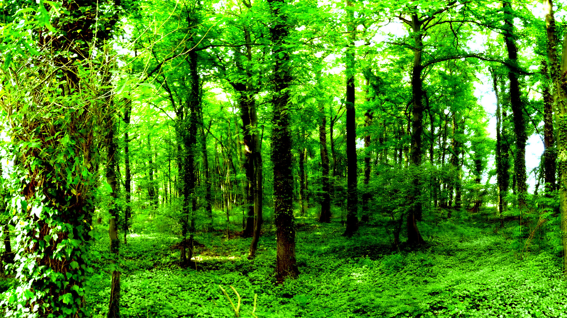 Nature Green Forest Wallpapers