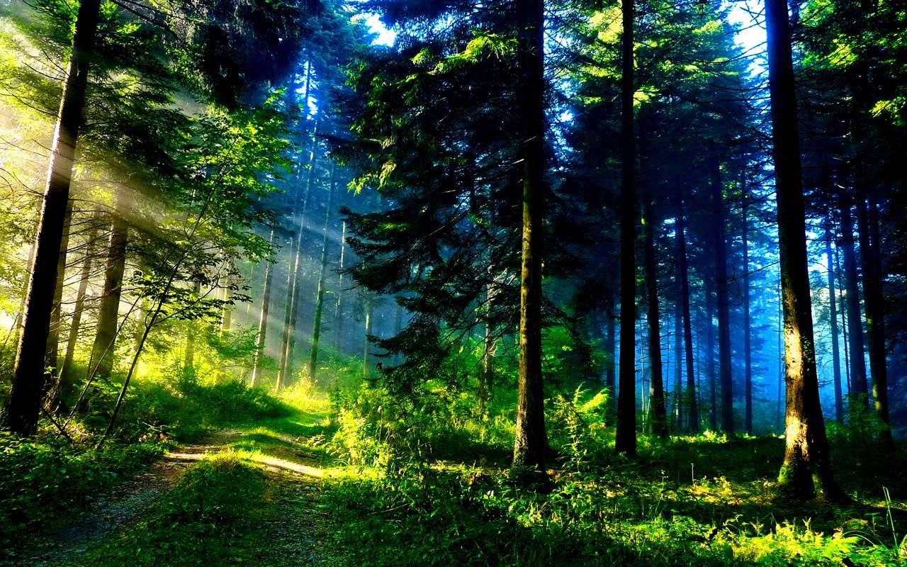 Nature Green Forest Wallpapers