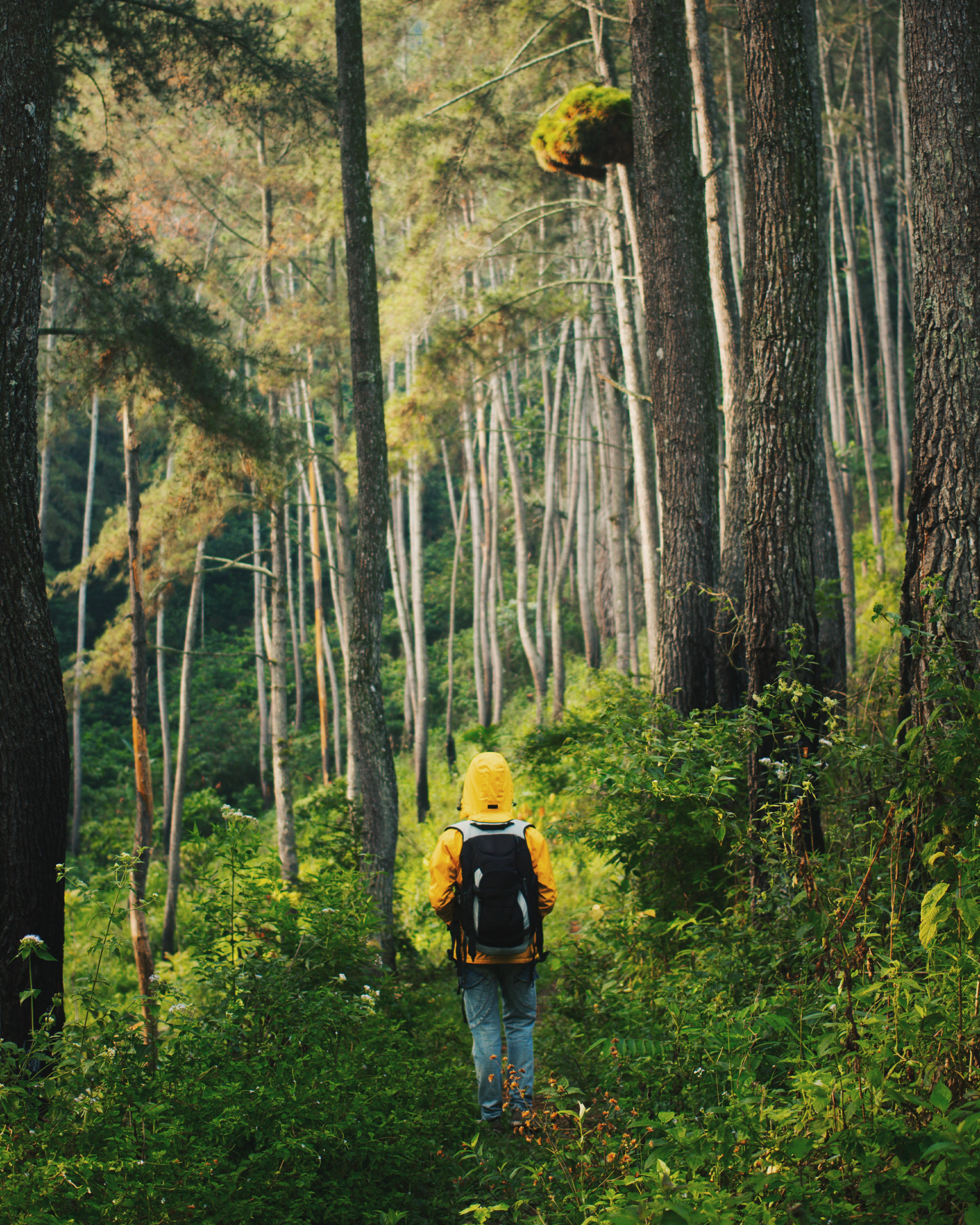 Nature Green Forest Wallpapers