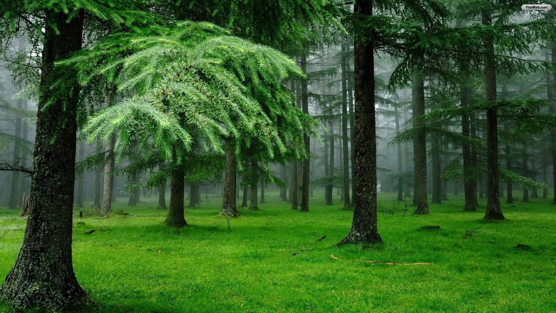 Nature Green Forest Wallpapers