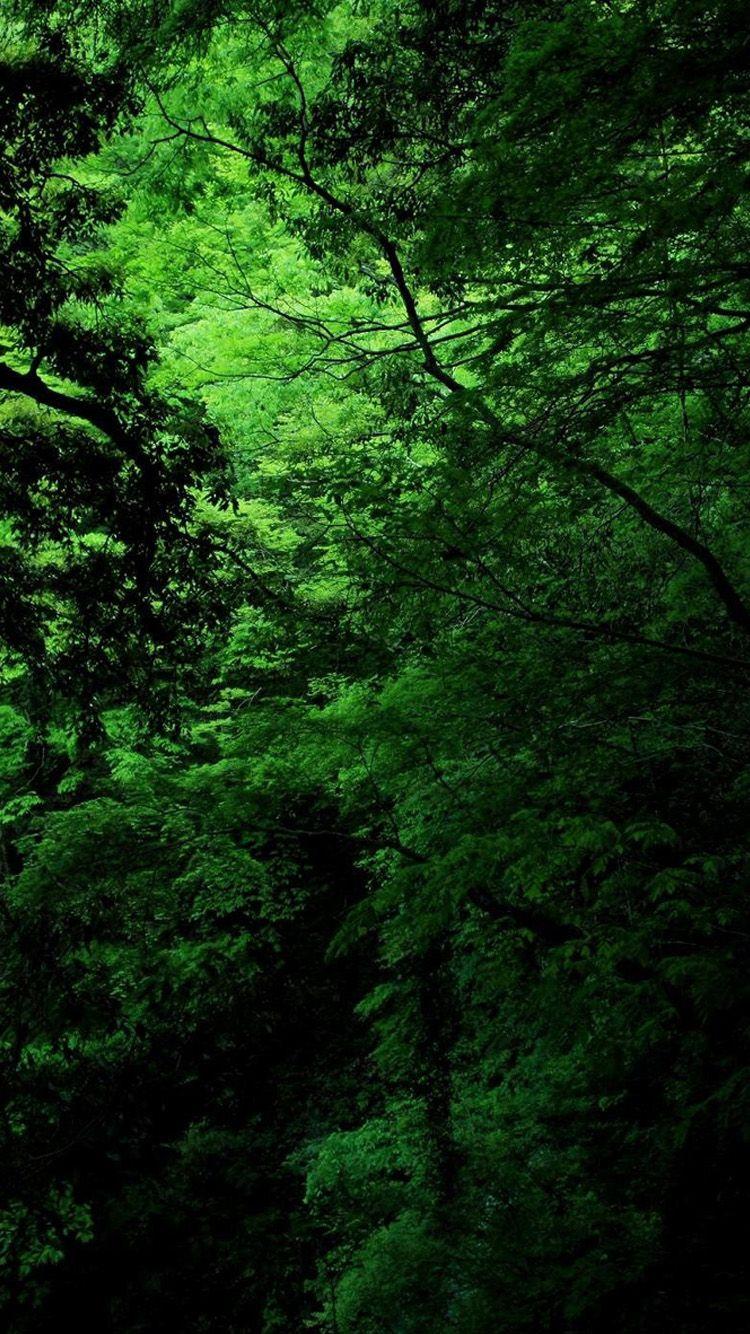 Nature Green Forest Wallpapers