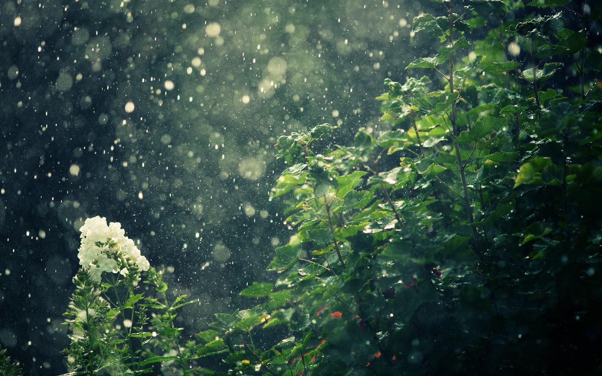 Nature Rain Wallpapers