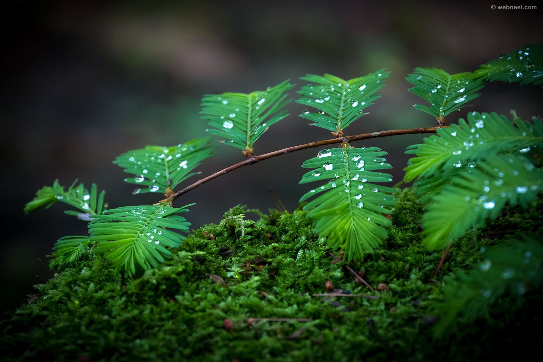 Nature Rain Wallpapers